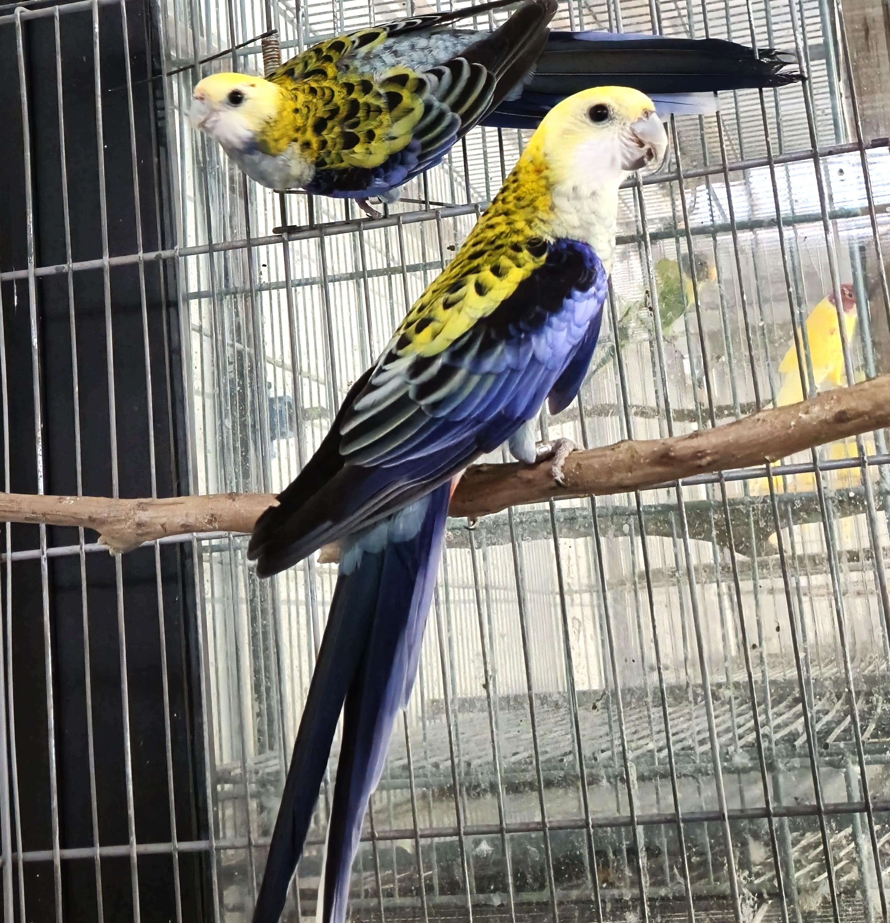 Imagem de Casal Rosela Adscitus - 0