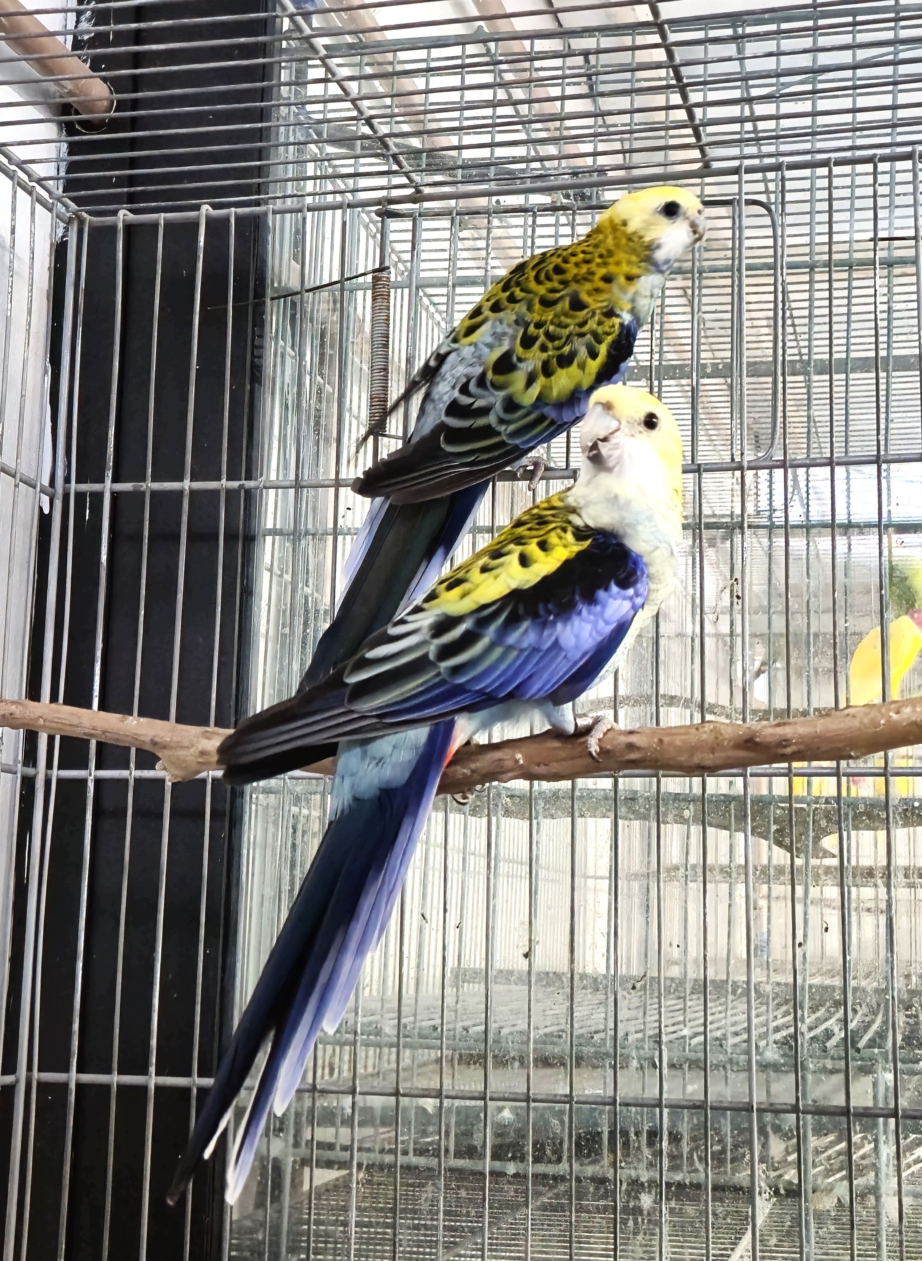 Casal Adscitus Adulto