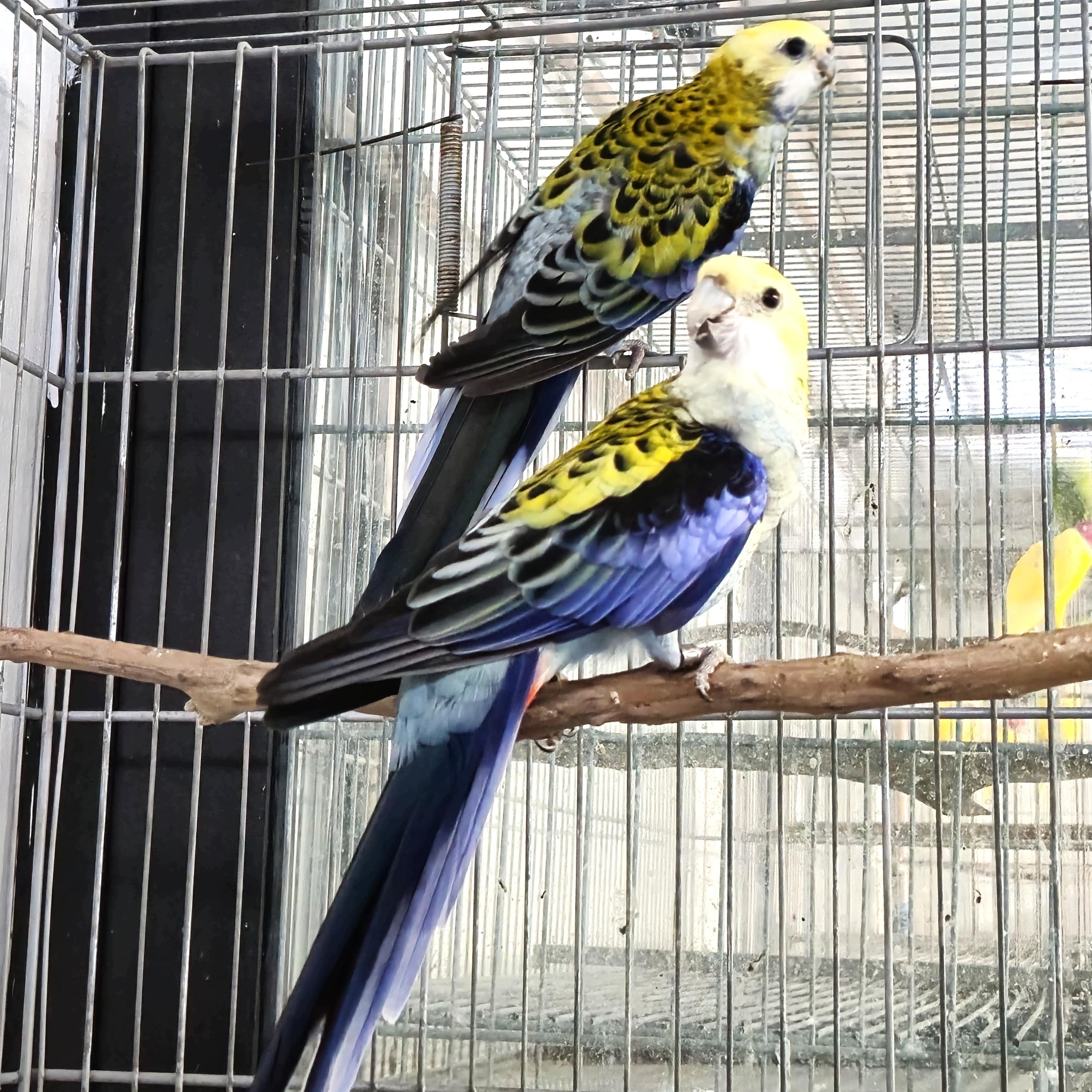 Thumbnail da imagem de Casal Rosela Adscitus - 1