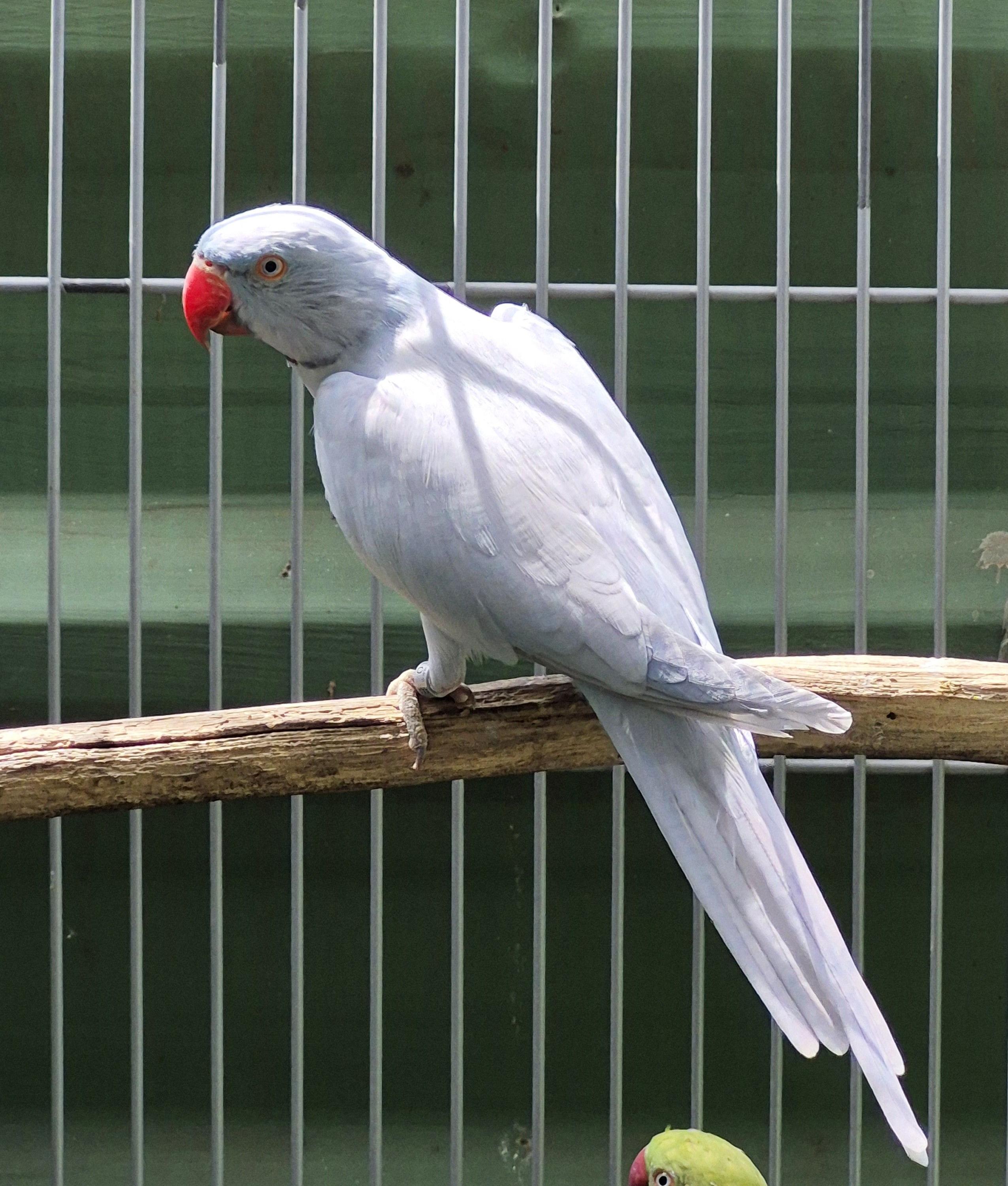 Imagem de Ring Neck - 0