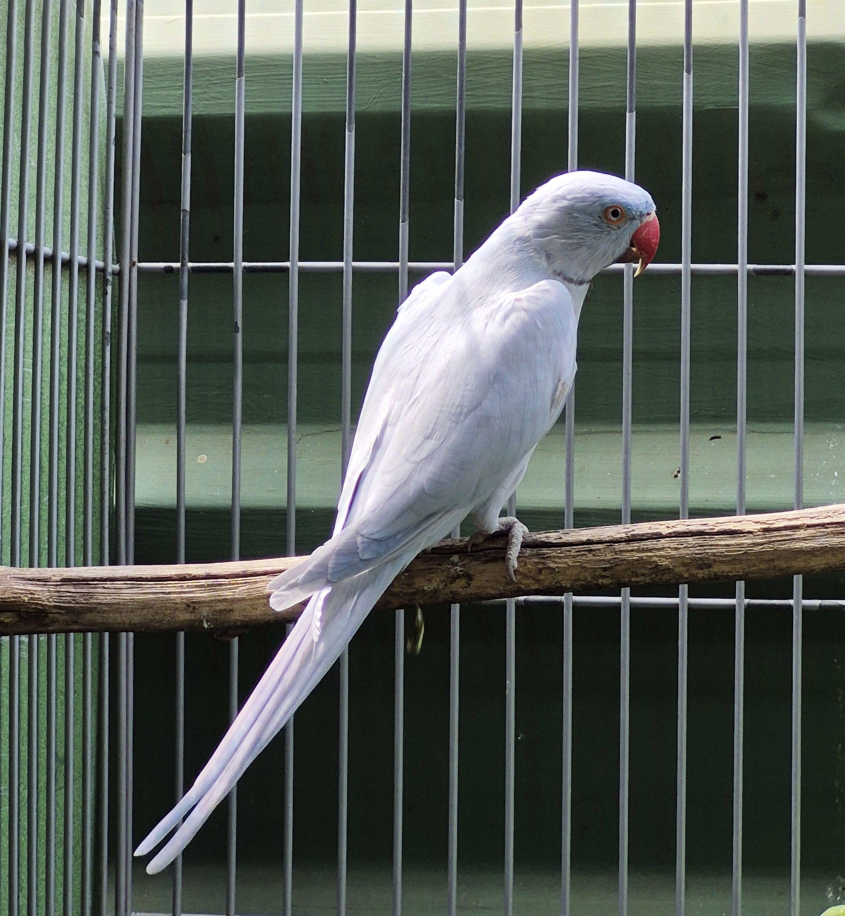 Thumbnail da imagem de Ring Neck - 1