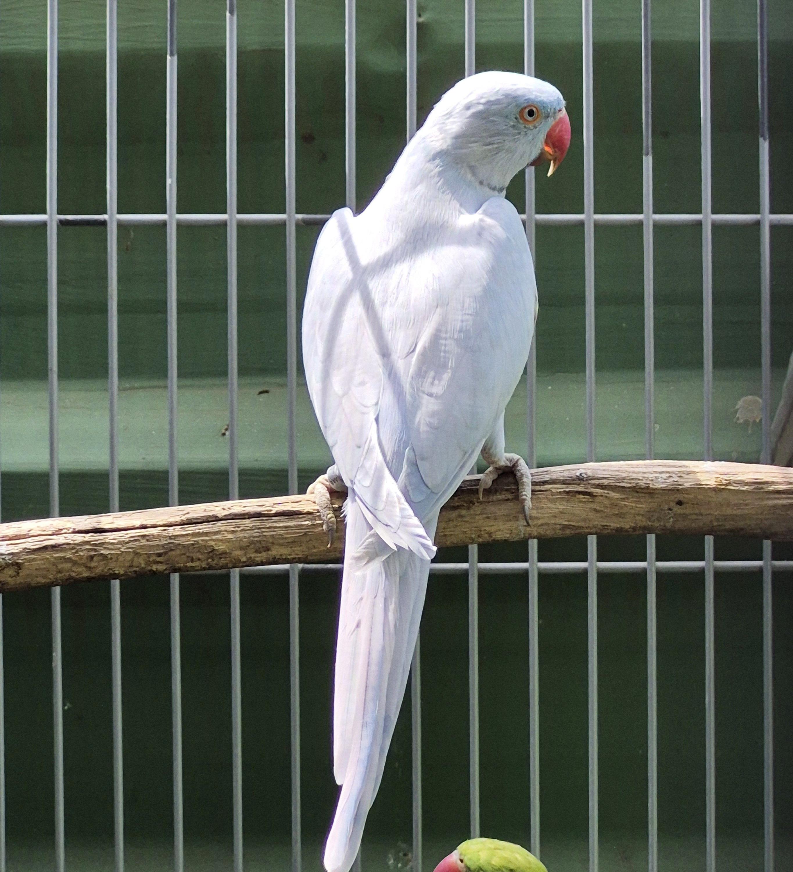 Imagem de Ring Neck - 3