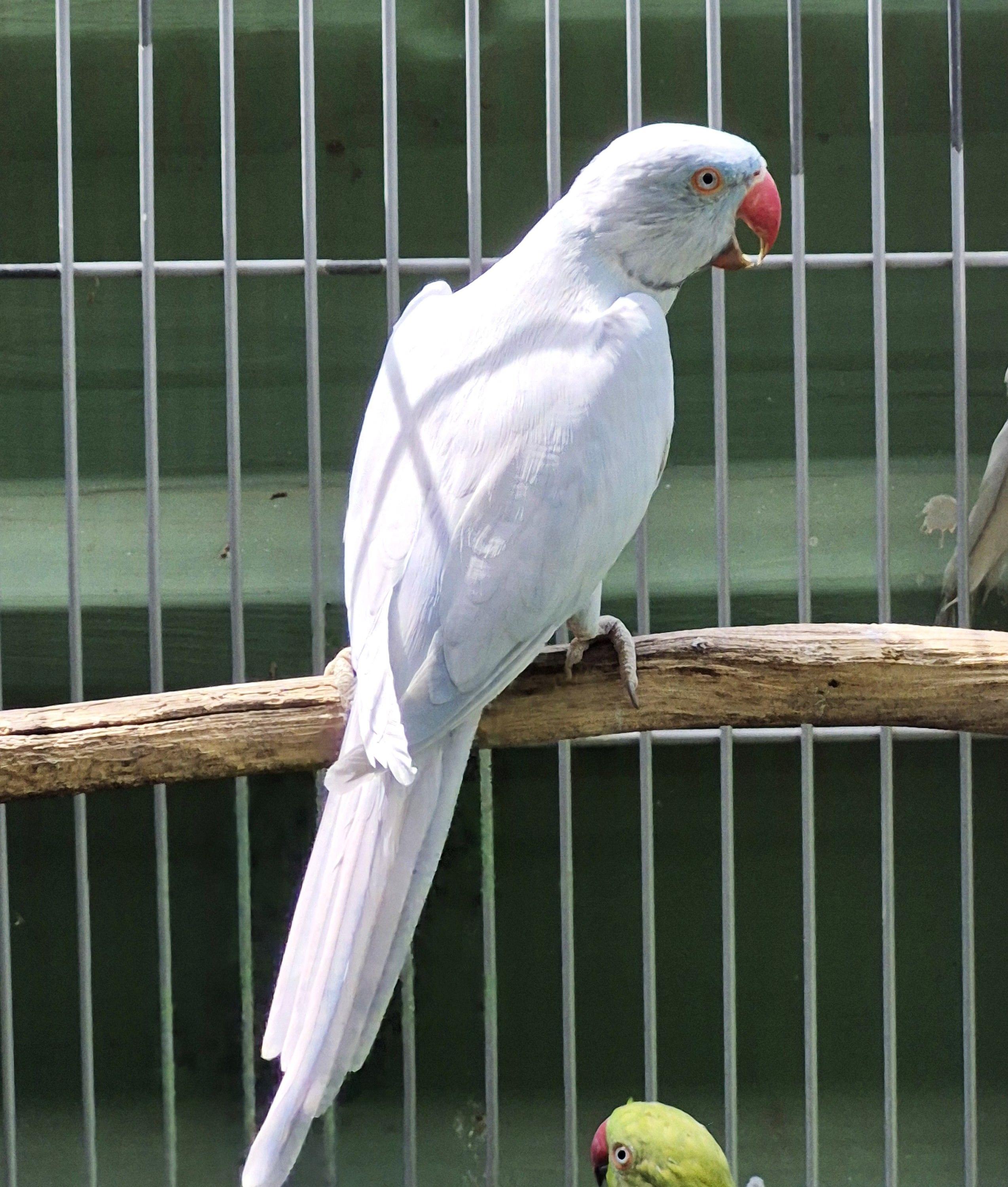 Thumbnail da imagem de Ring Neck - 4