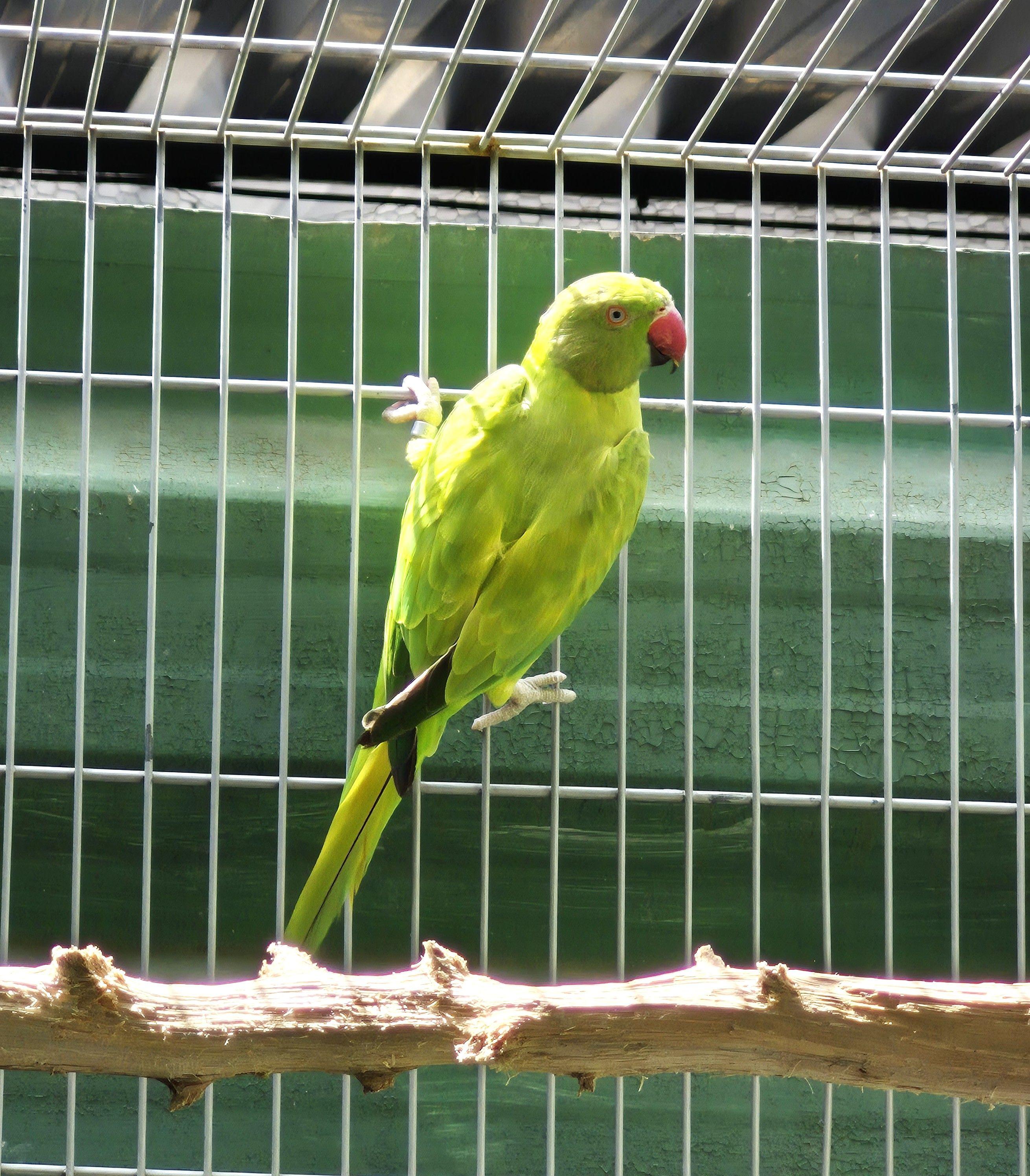 Femea Opalina PP clear