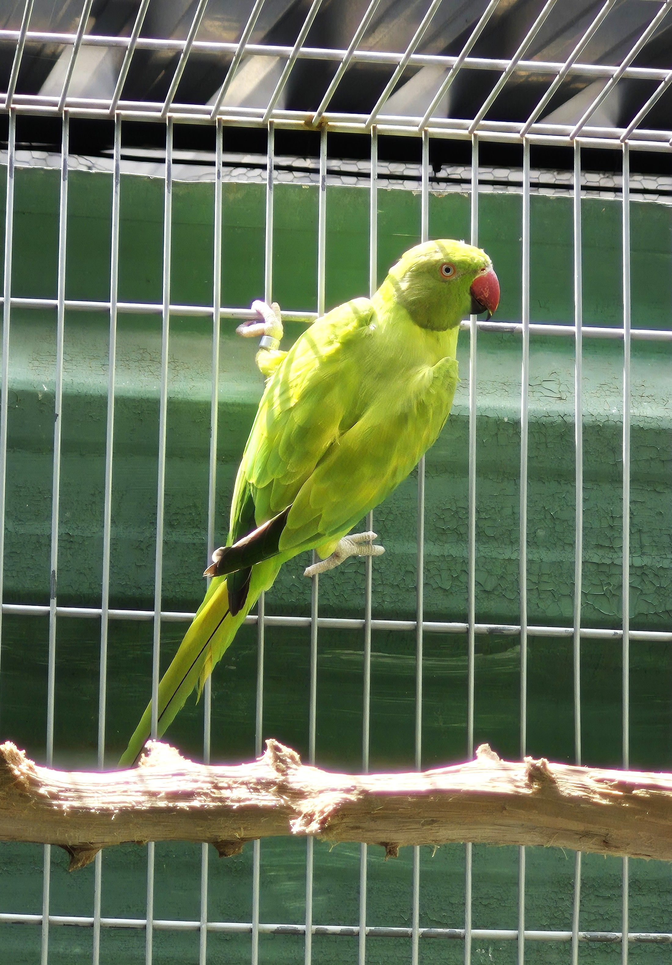 Femea Opalina PP clear