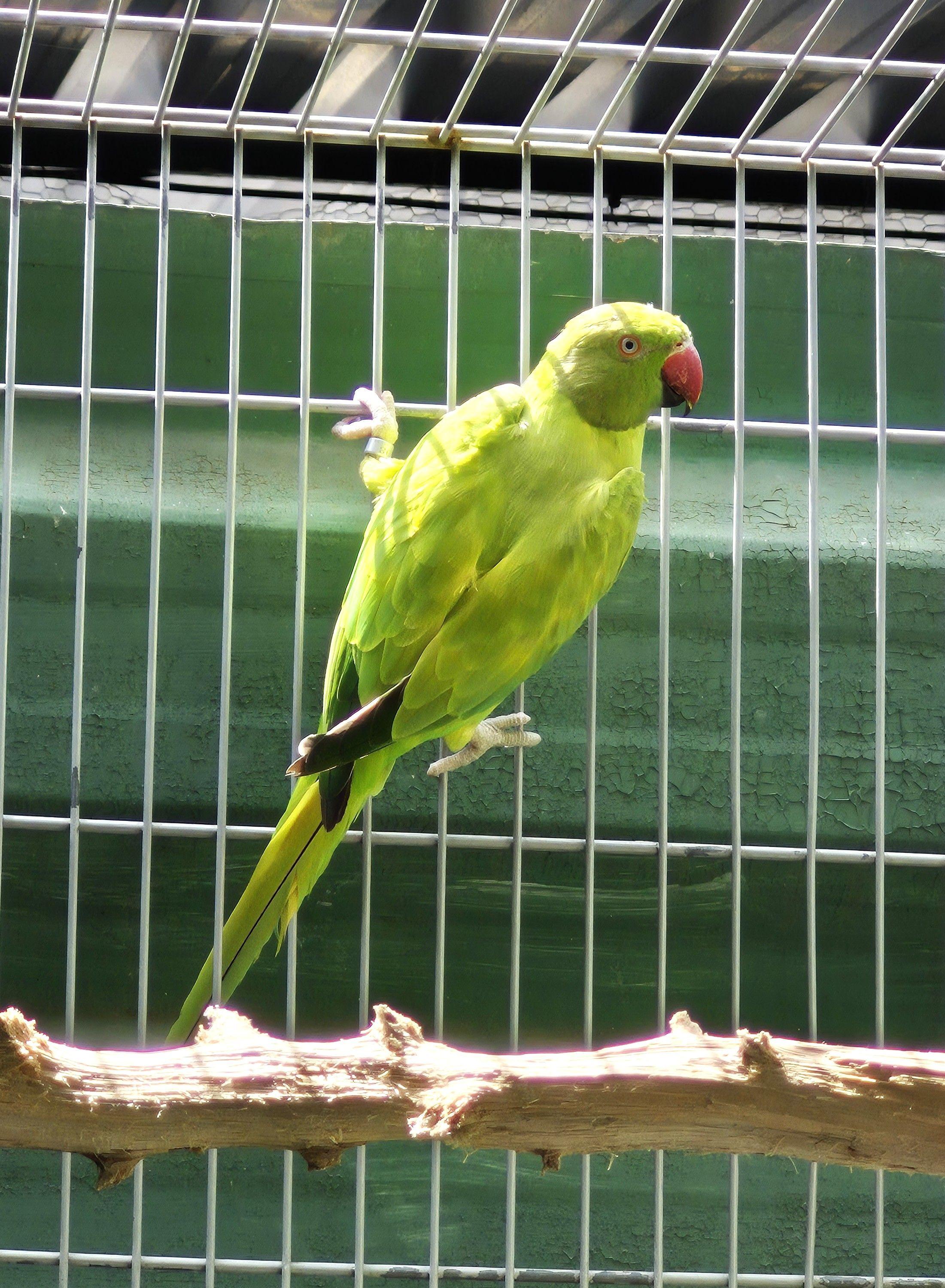 Femea Opalina PP clear