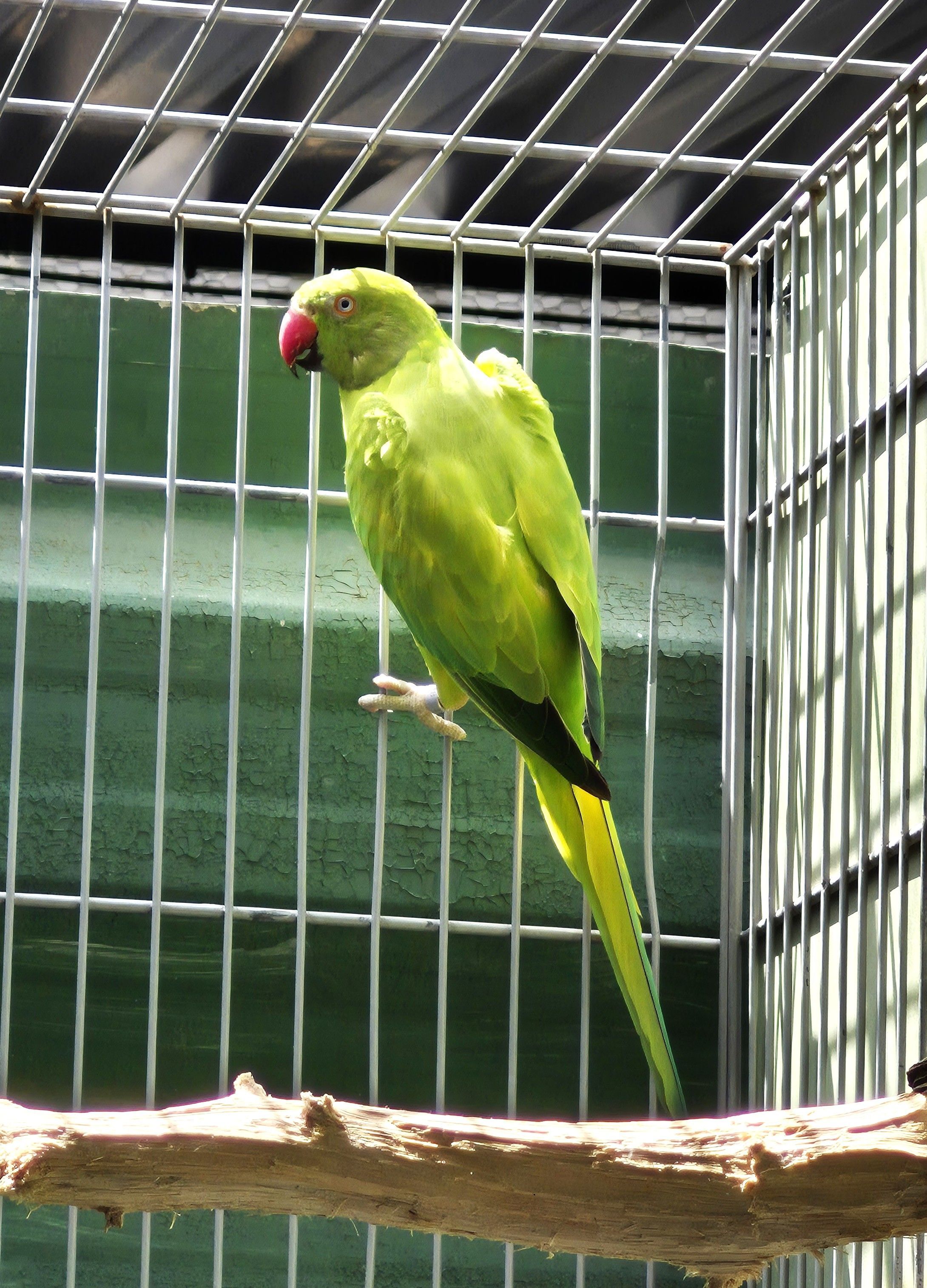 Femea Opalina PP clear