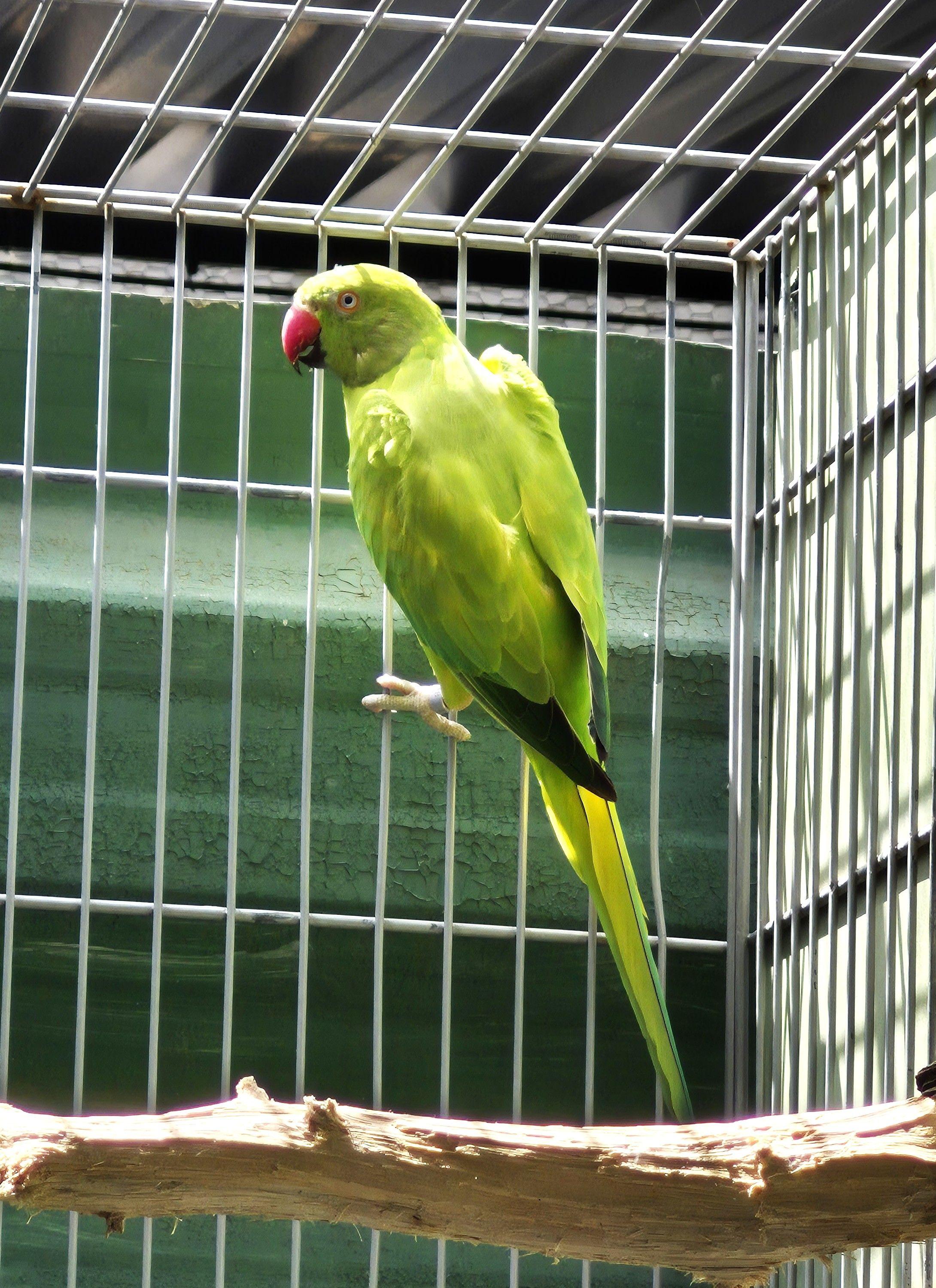 Femea Opalina PP clear