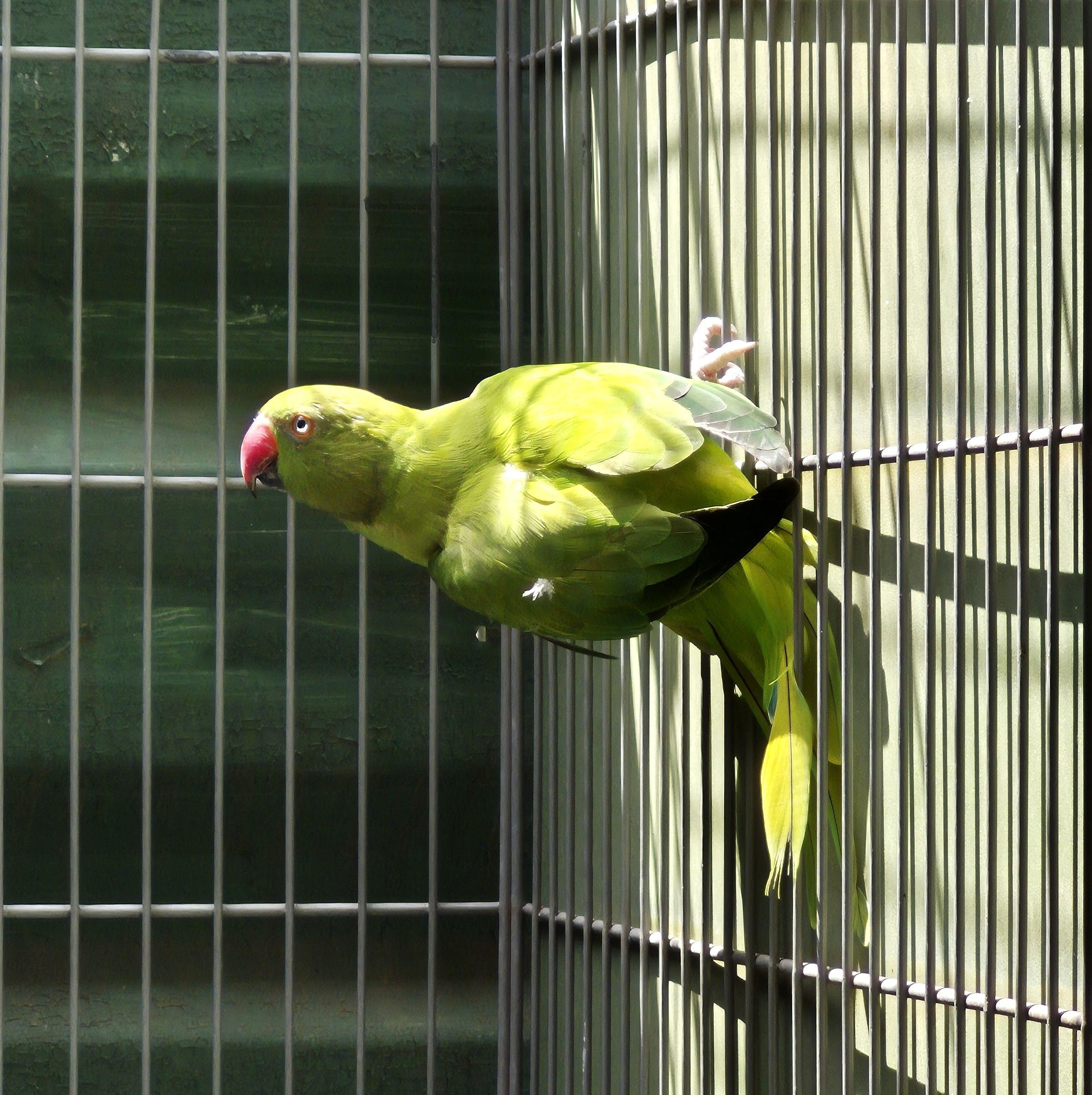 Imagem de Ring Neck - 3