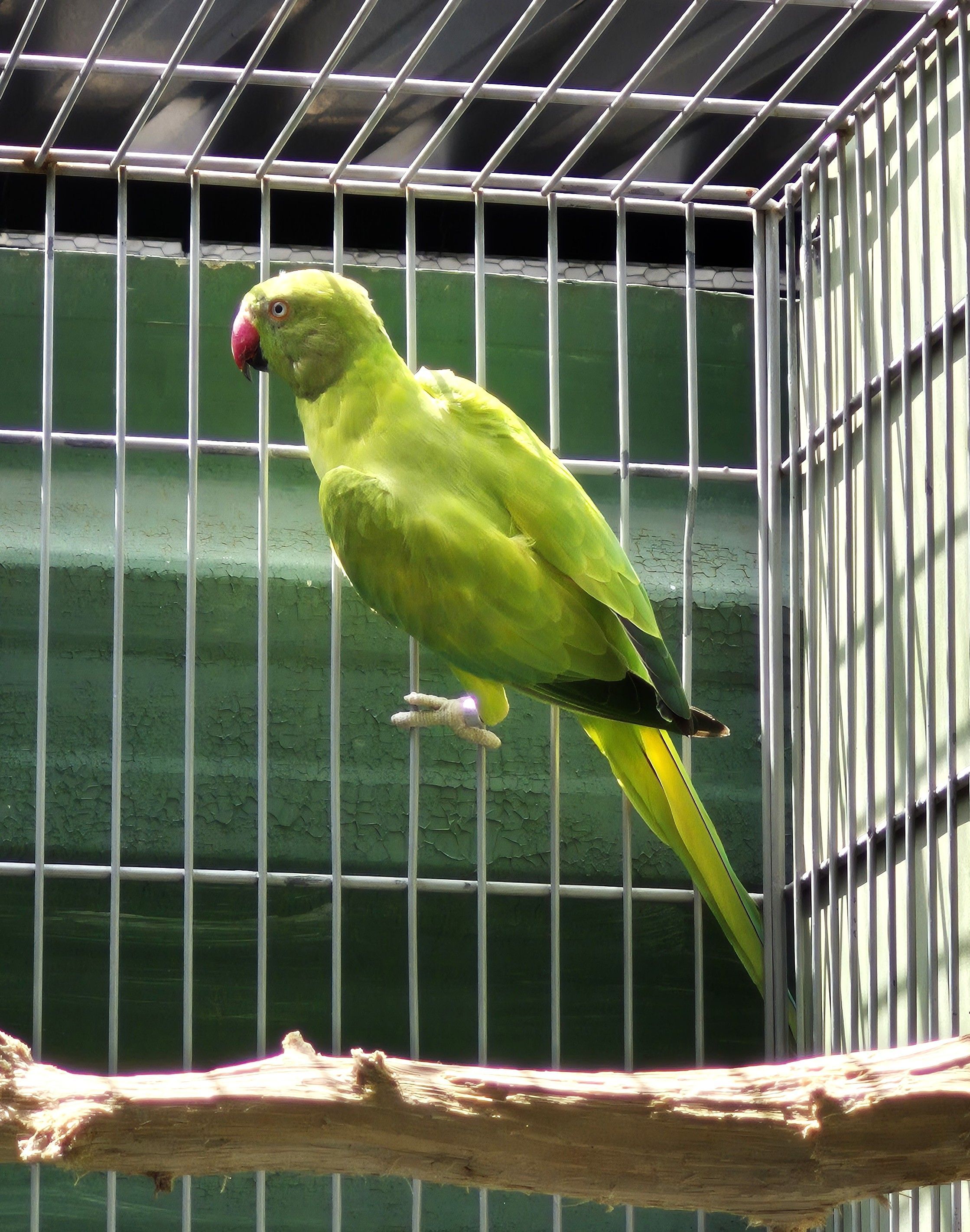 Femea Opalina PP clear