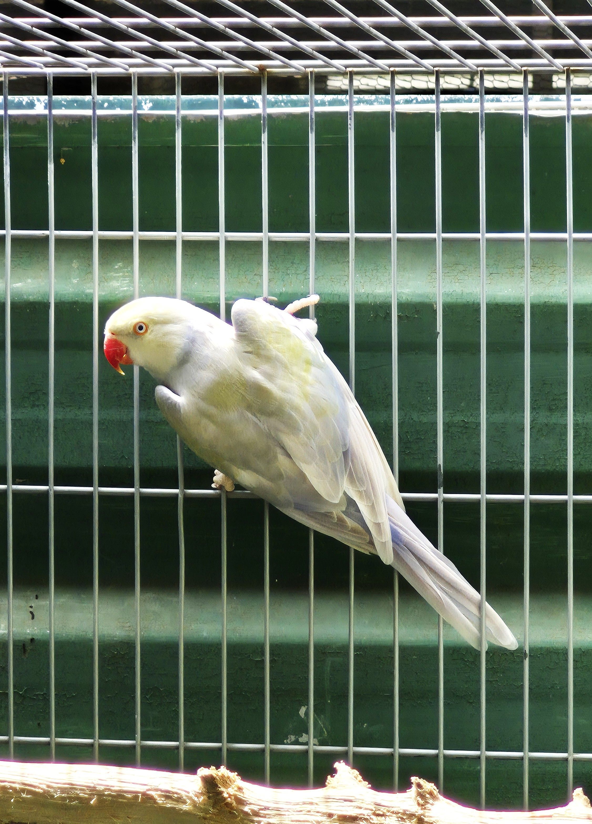 Pallid Violeta turquesa