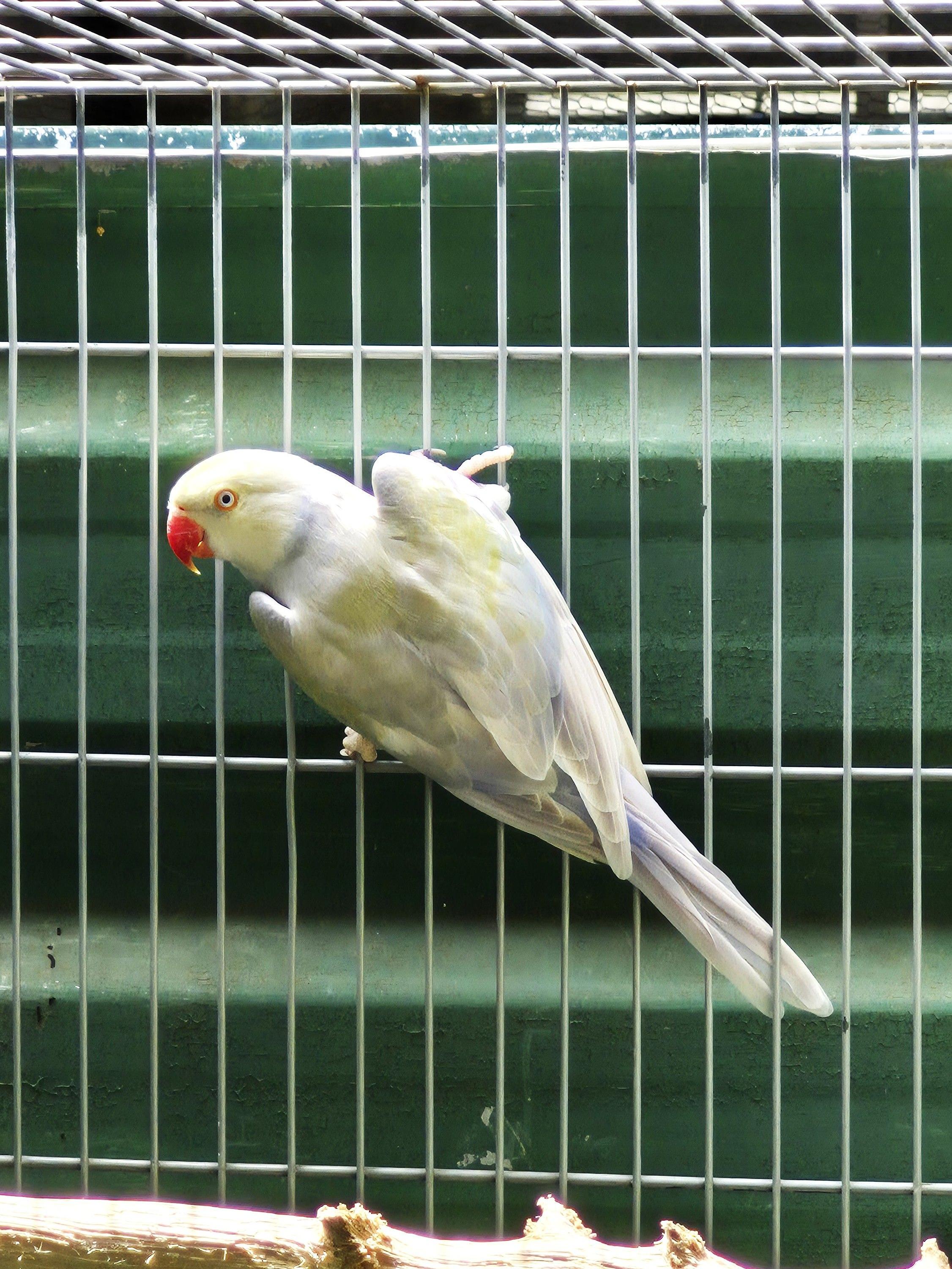 Pallid Violeta turquesa