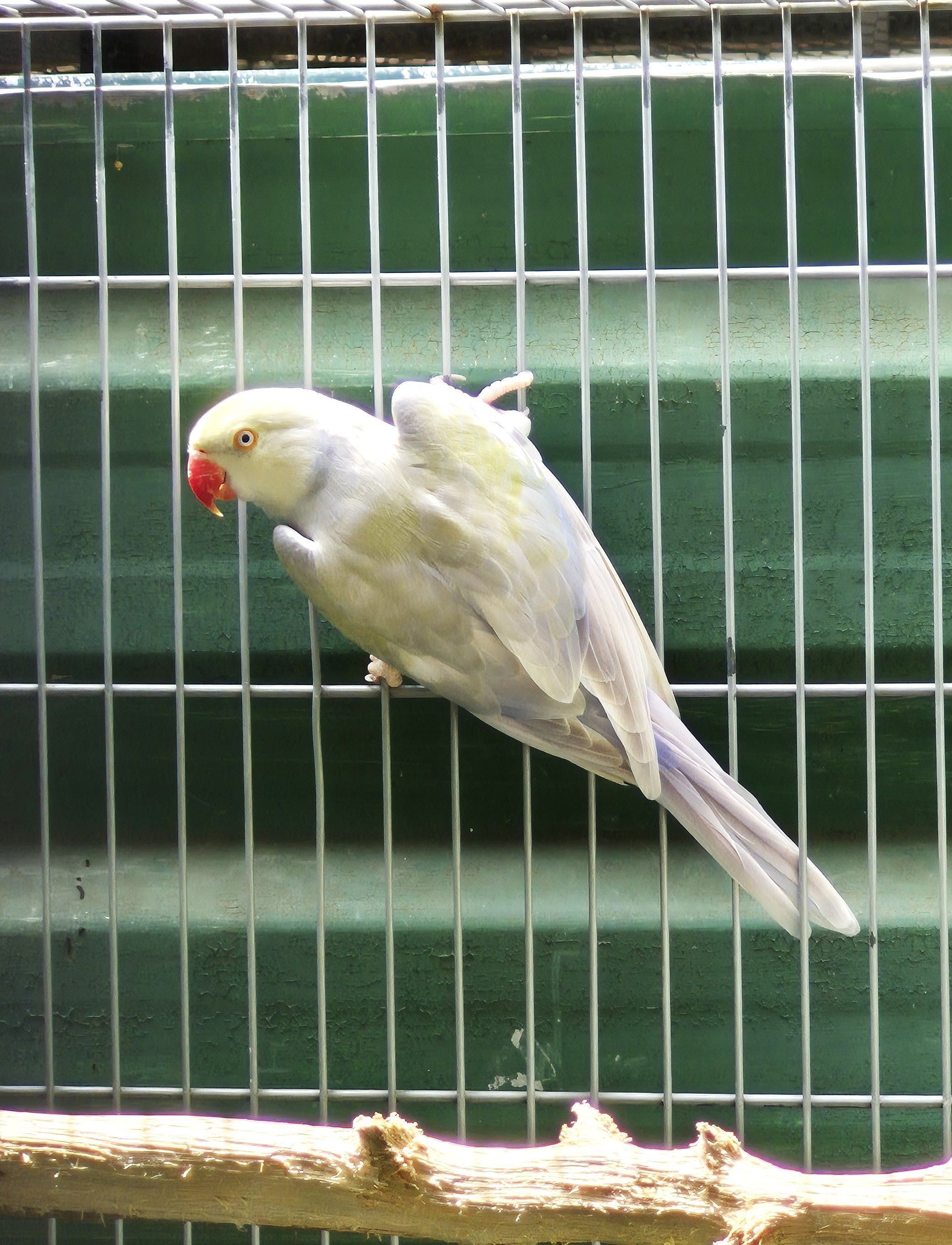 Pallid Violeta turquesa