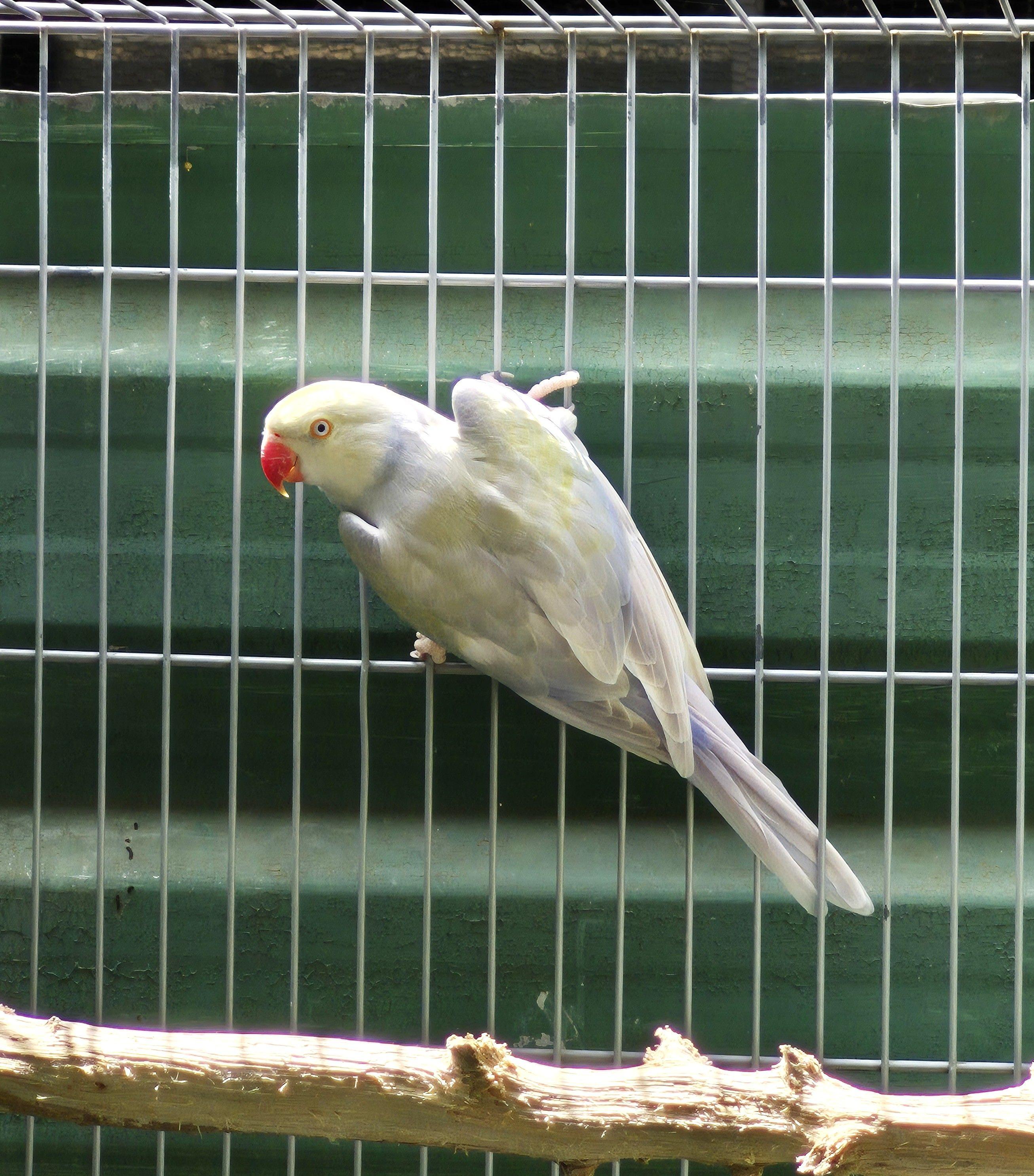 Pallid Violeta turquesa