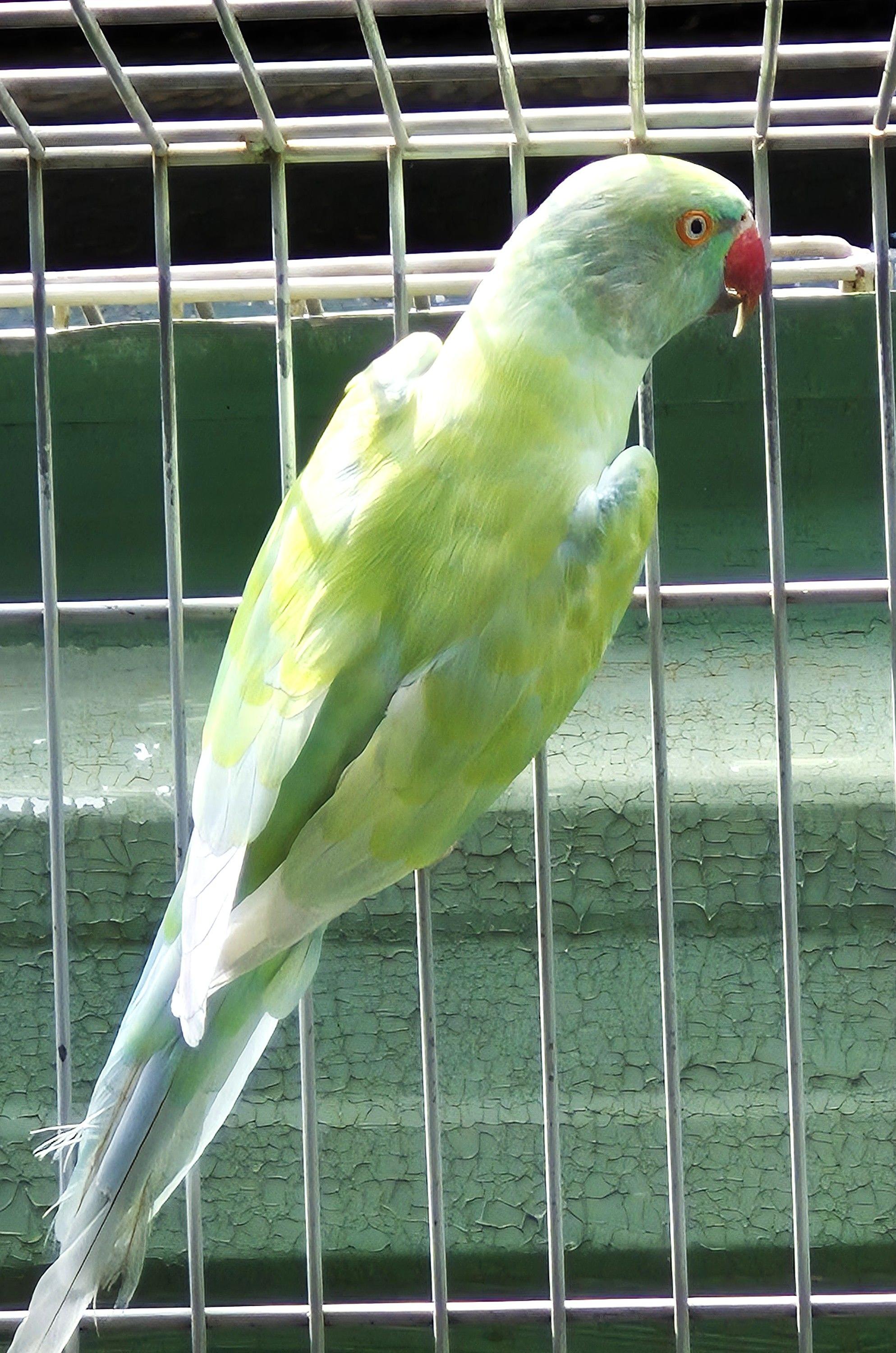 Thumbnail da imagem de Ring Neck - 0