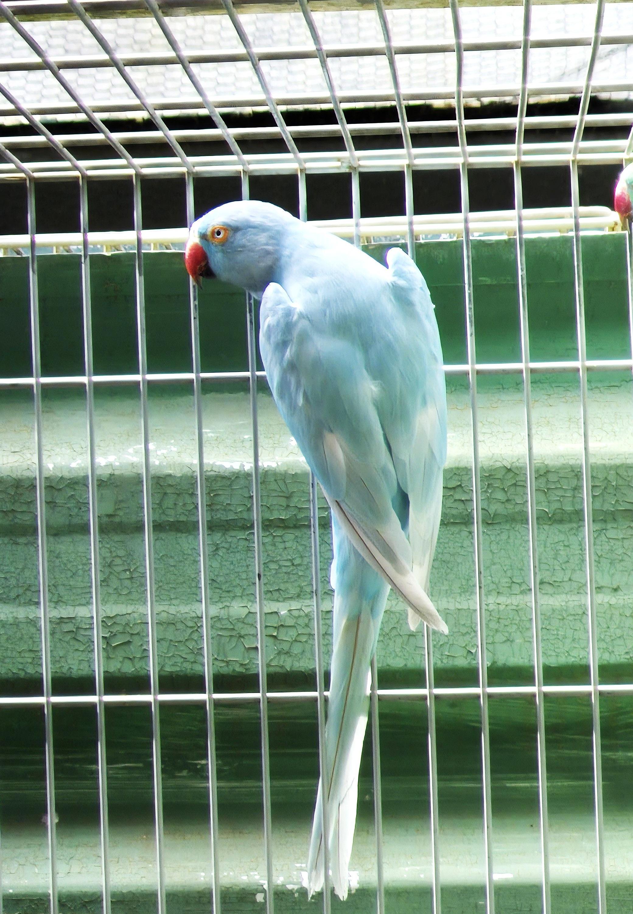 Imagem de Ring Neck - 0