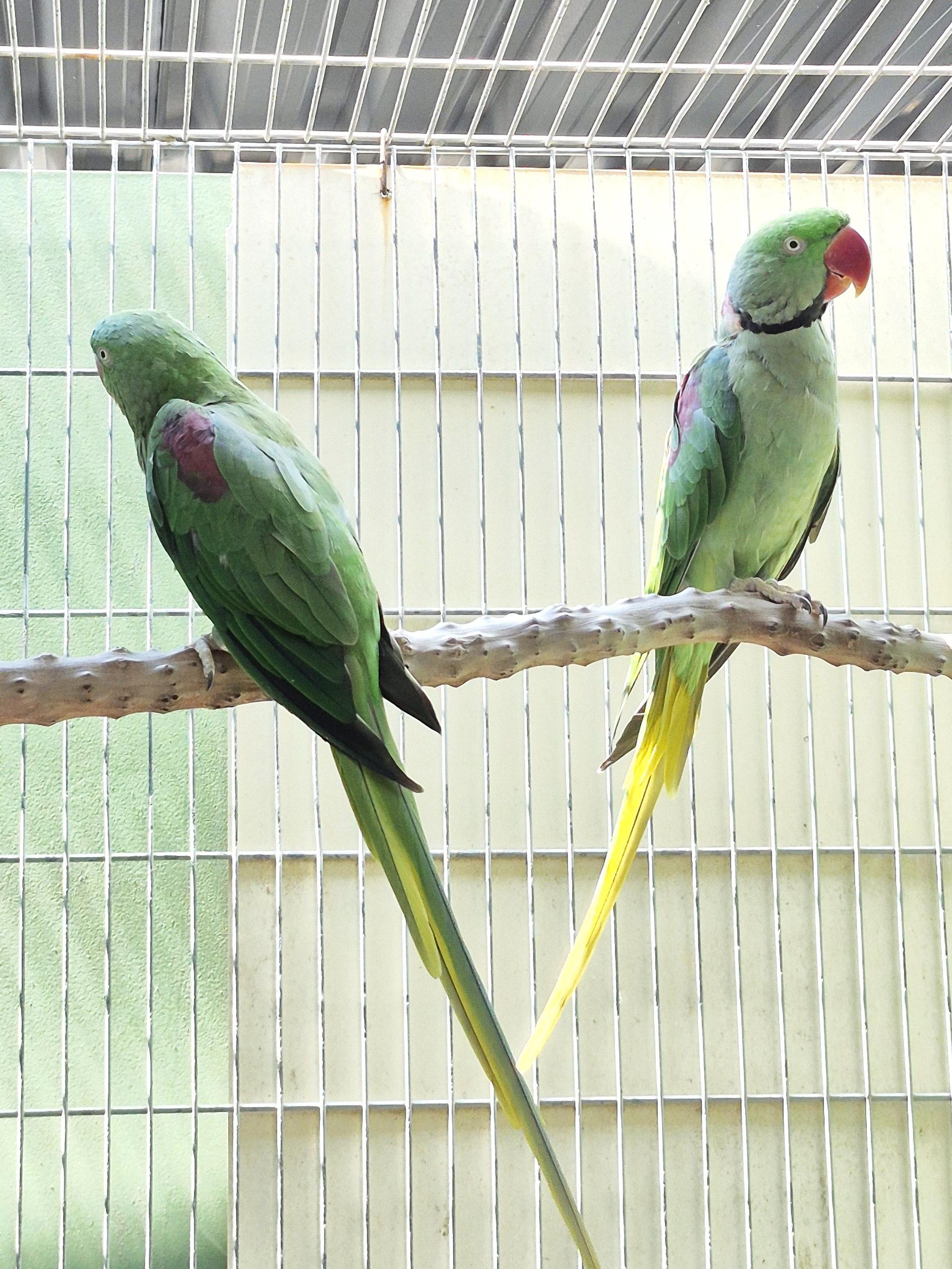 Thumbnail da imagem de Casal Grande Alexandre - 0