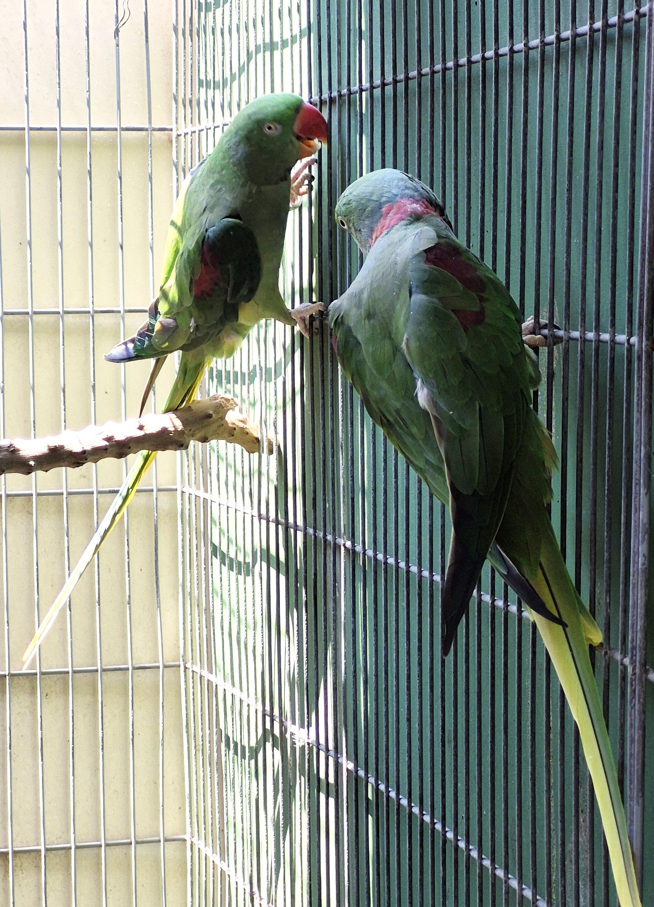 Imagem de Casal Grande Alexandre - 3