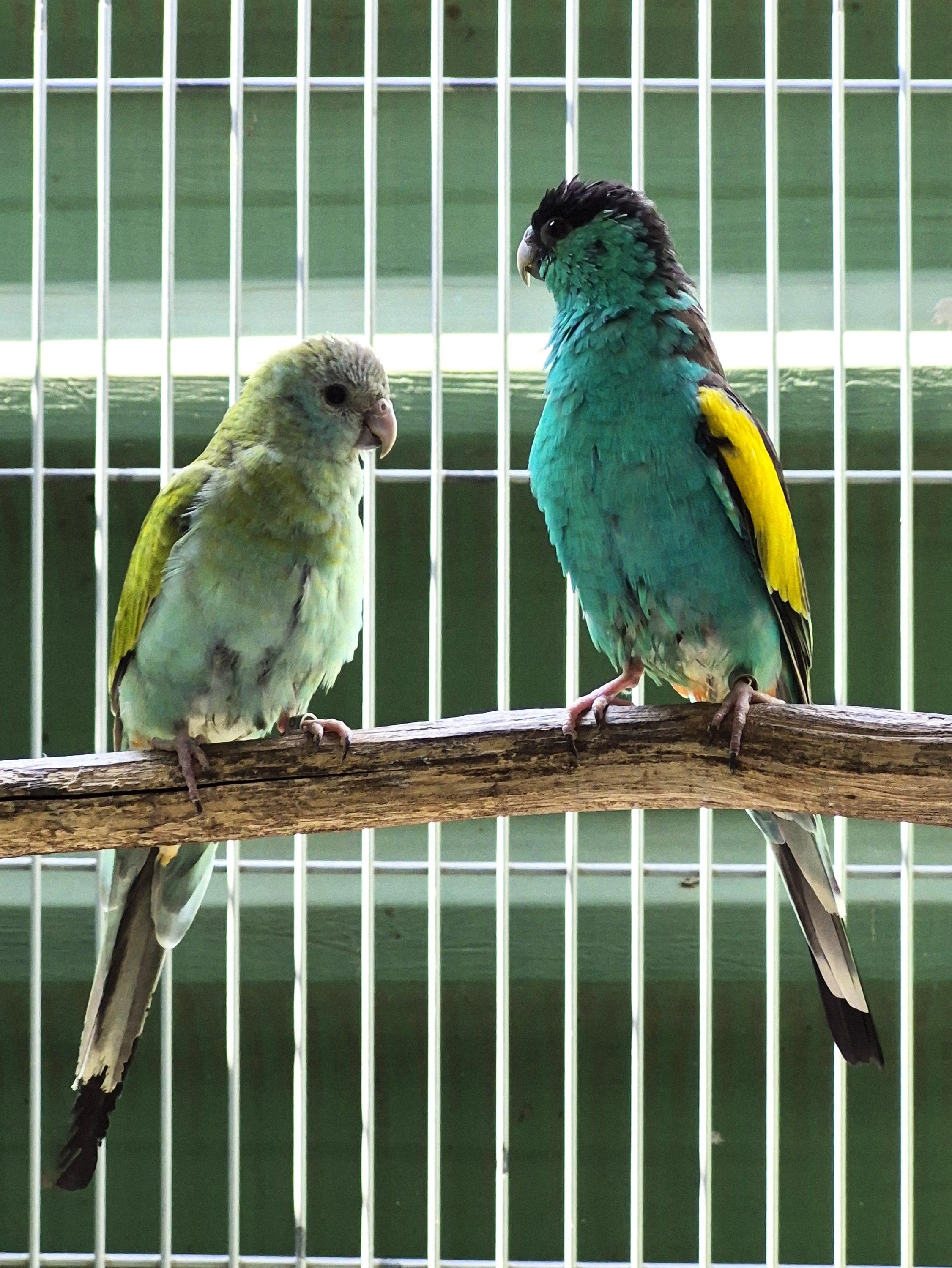 Imagem de Casal Hooded - 1