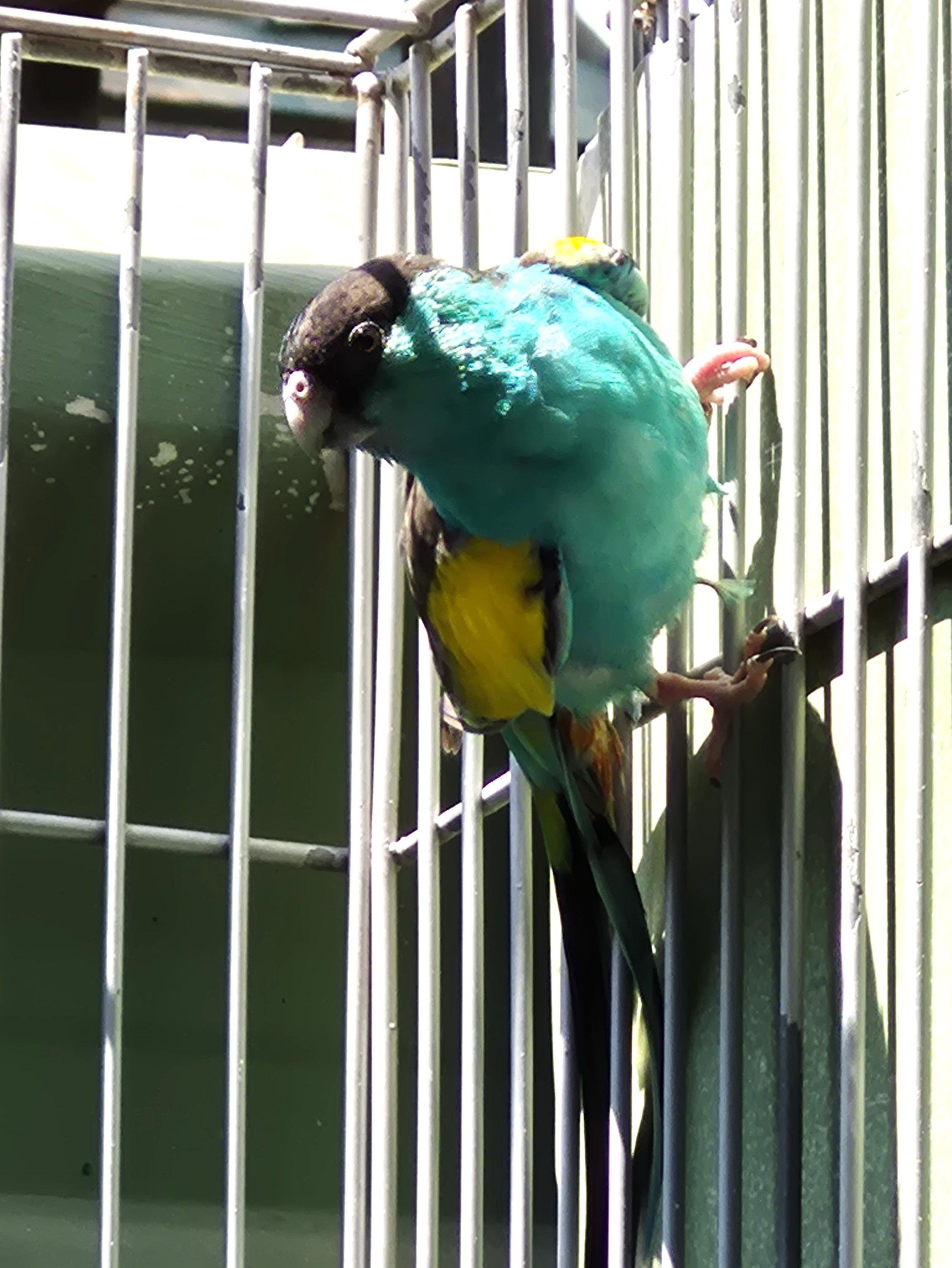 Thumbnail da imagem de Casal Hooded - 3