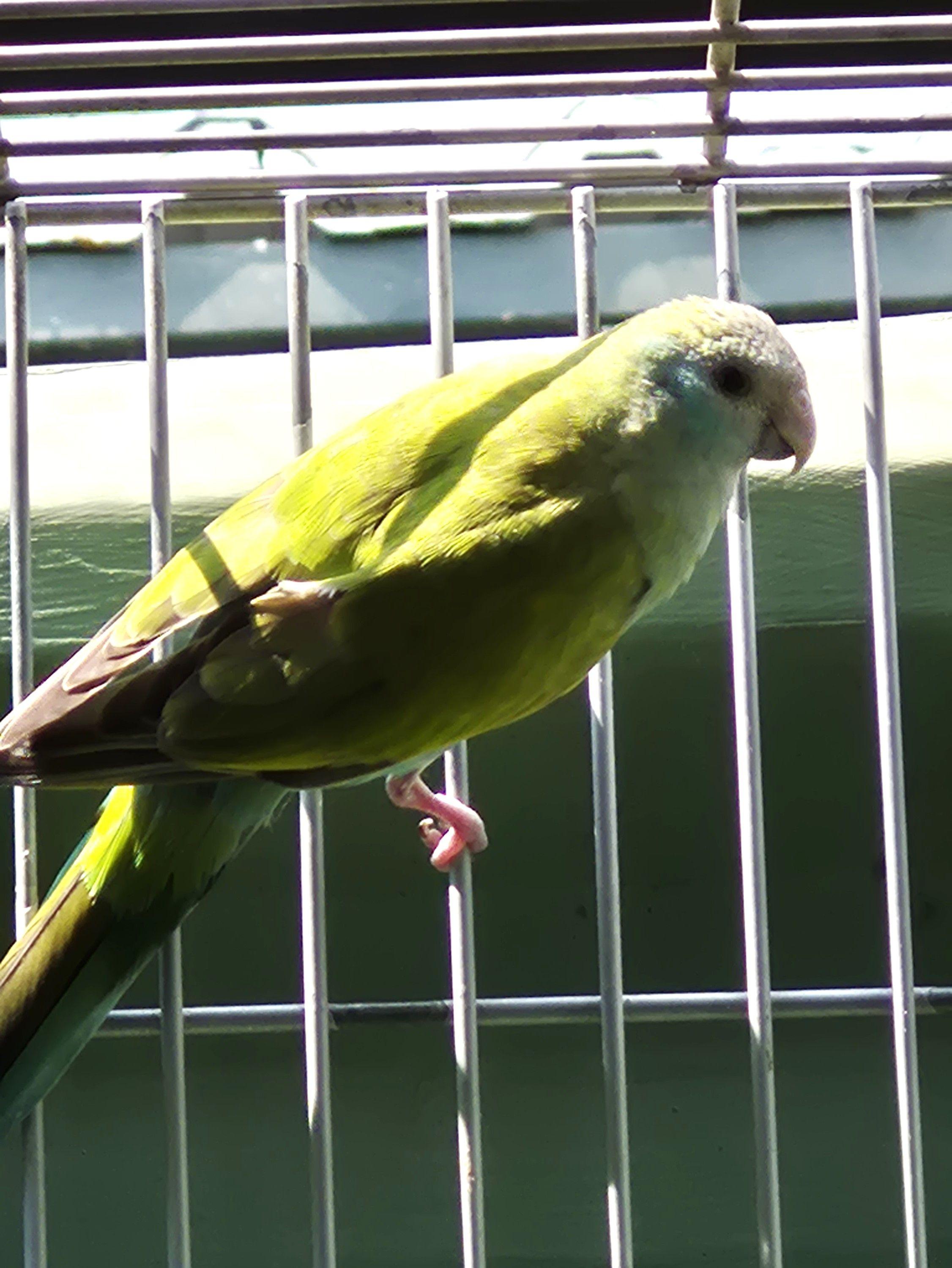 Imagem de Casal Hooded - 4