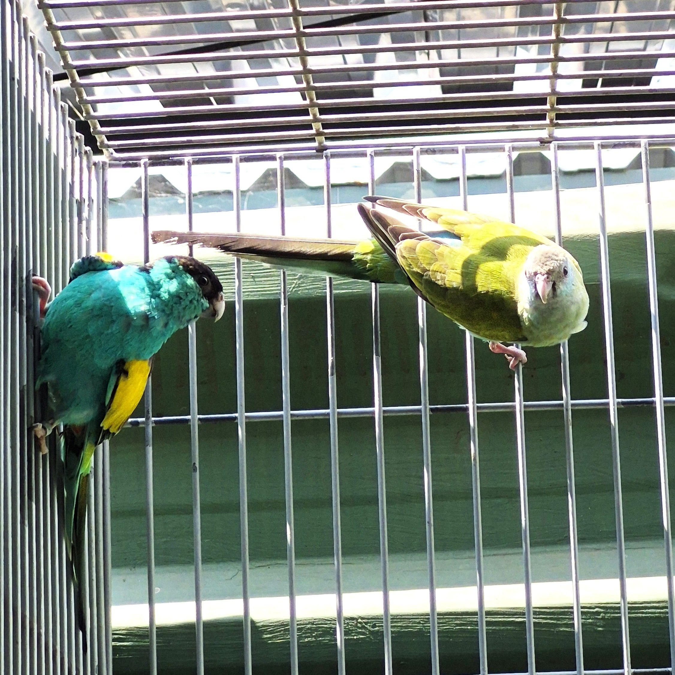 Thumbnail da imagem de Casal Hooded - 0