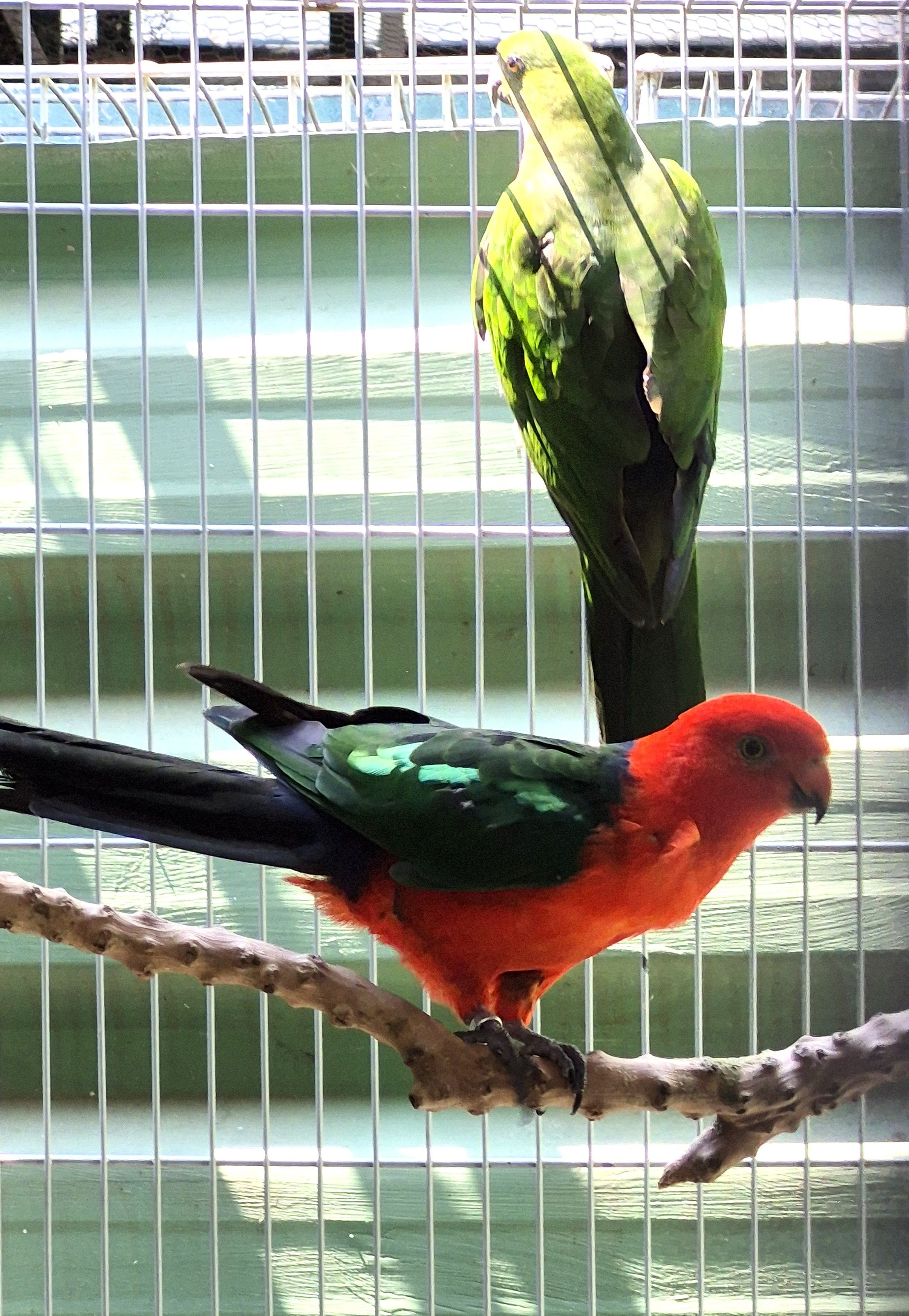 Casal King Parrot