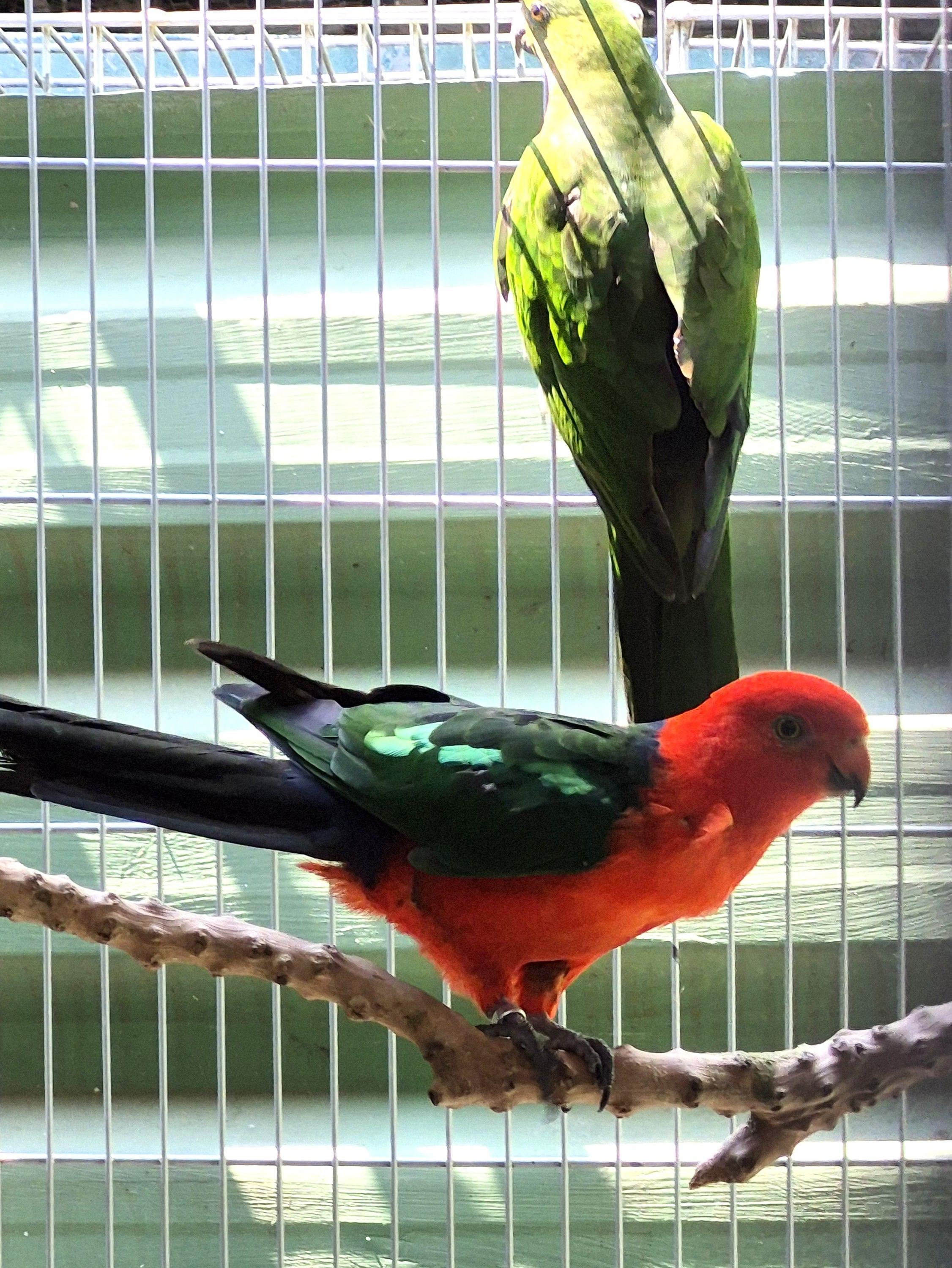 Imagem de Casal King Parrot - 1