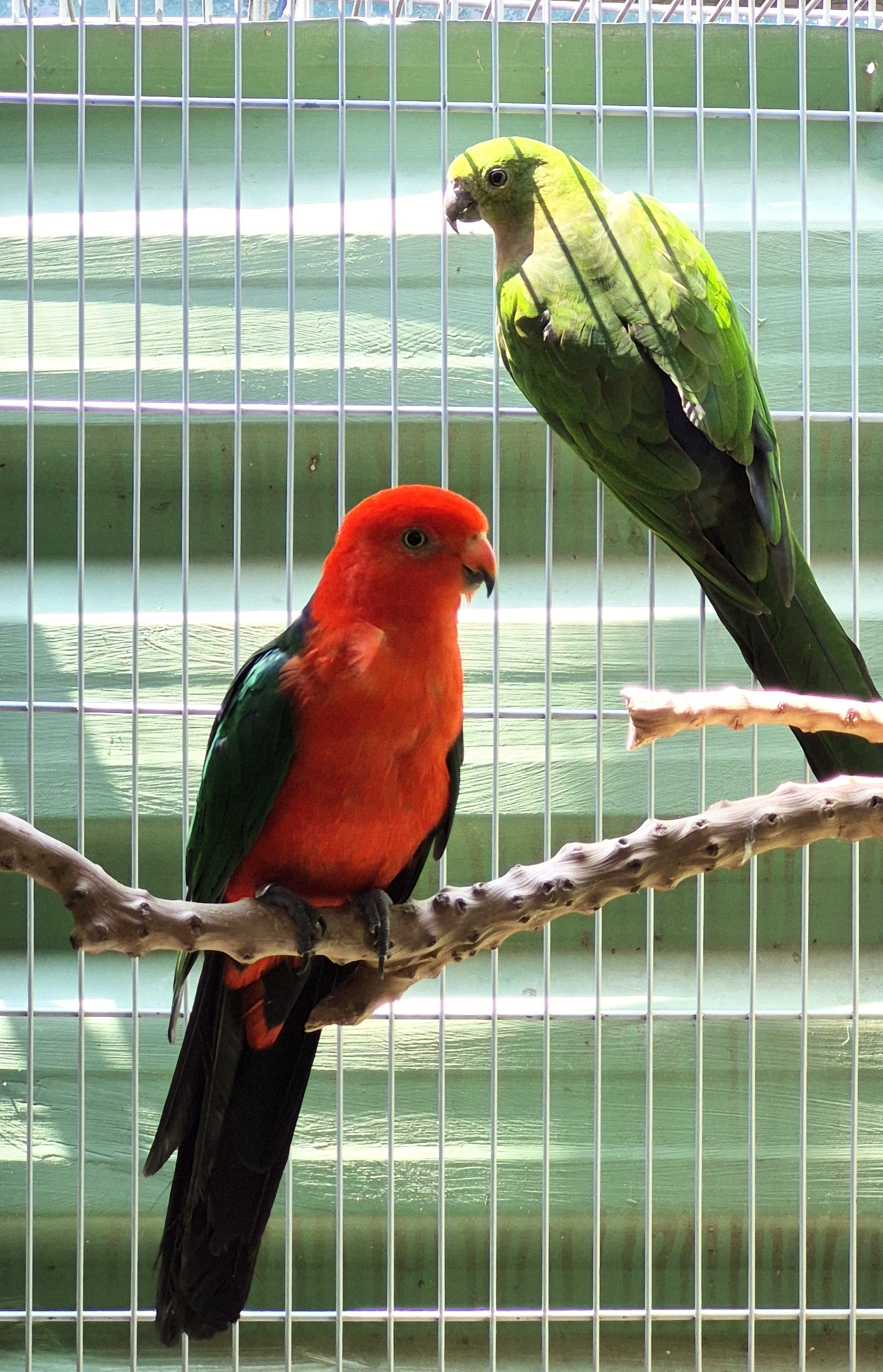 Casal King Parrot