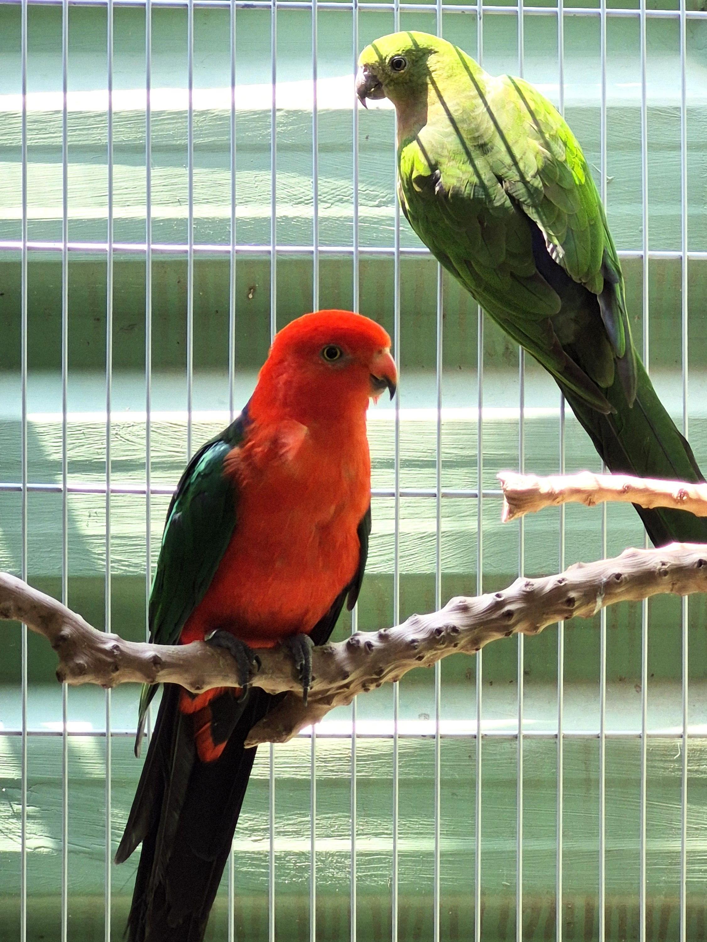 Imagem de Casal King Parrot - 0