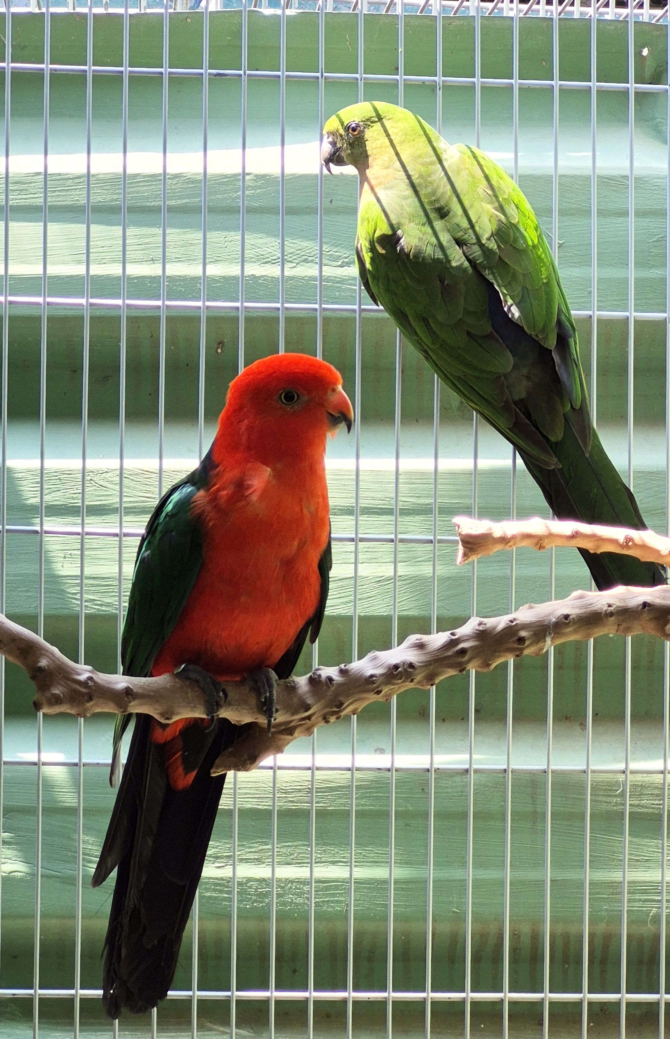 Casal King Parrot
