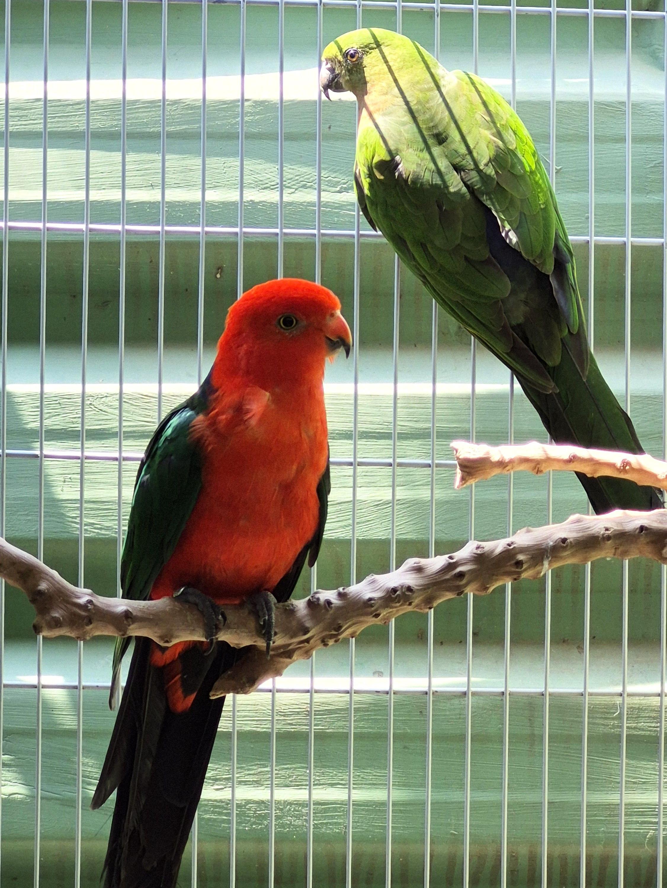 Imagem de Casal King Parrot - 3