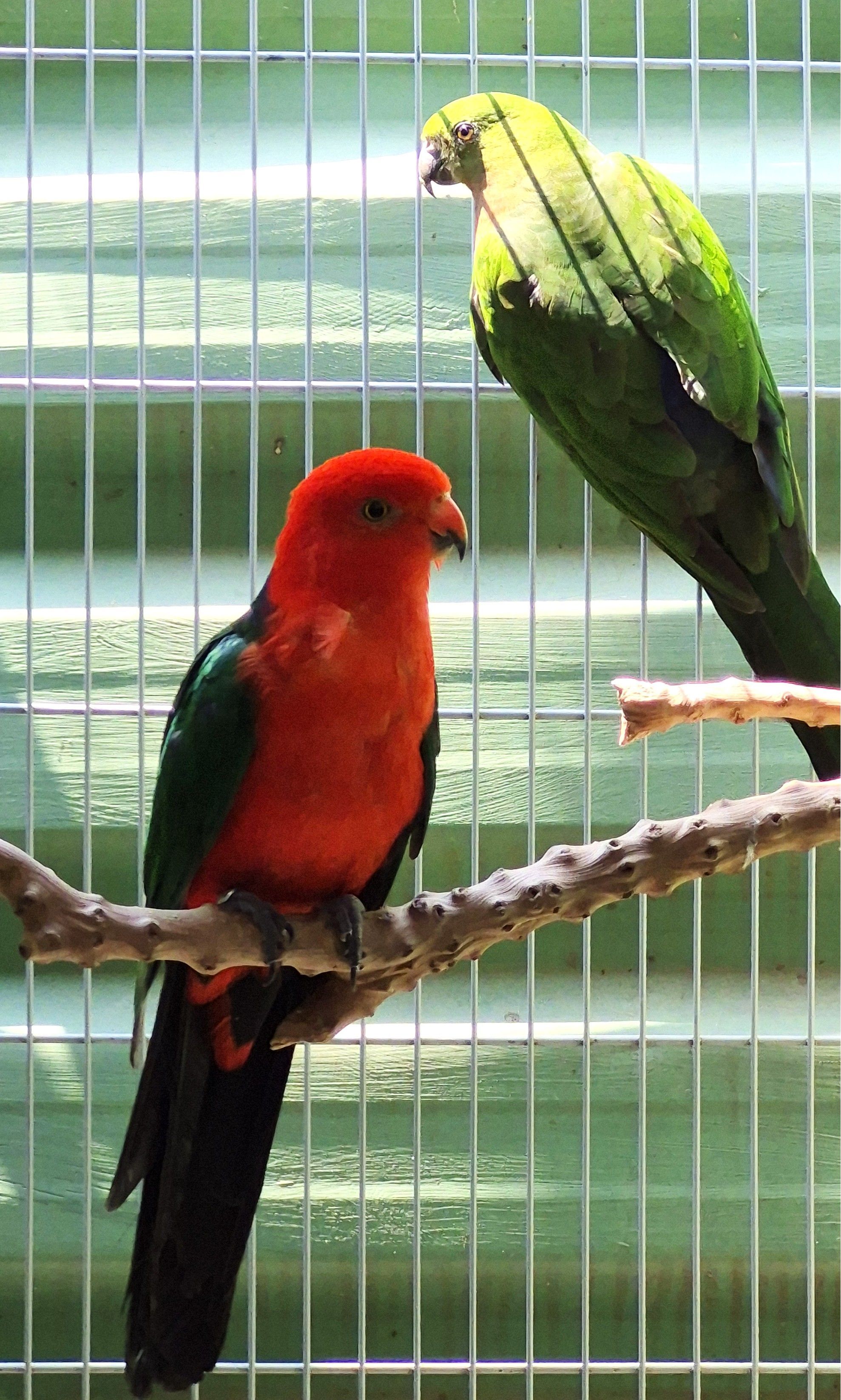 Casal King Parrot