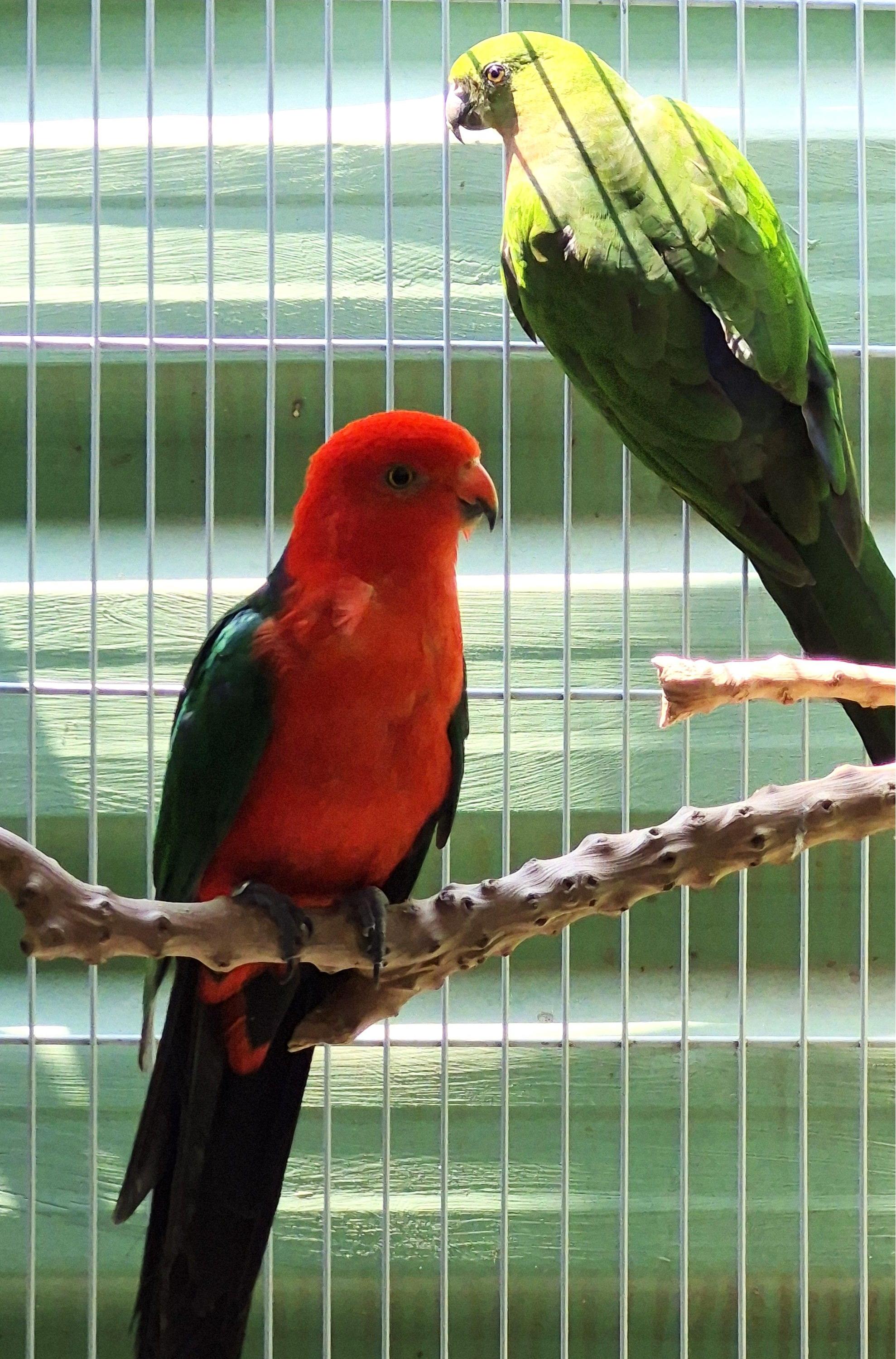 Thumbnail da imagem de Casal King Parrot - 2