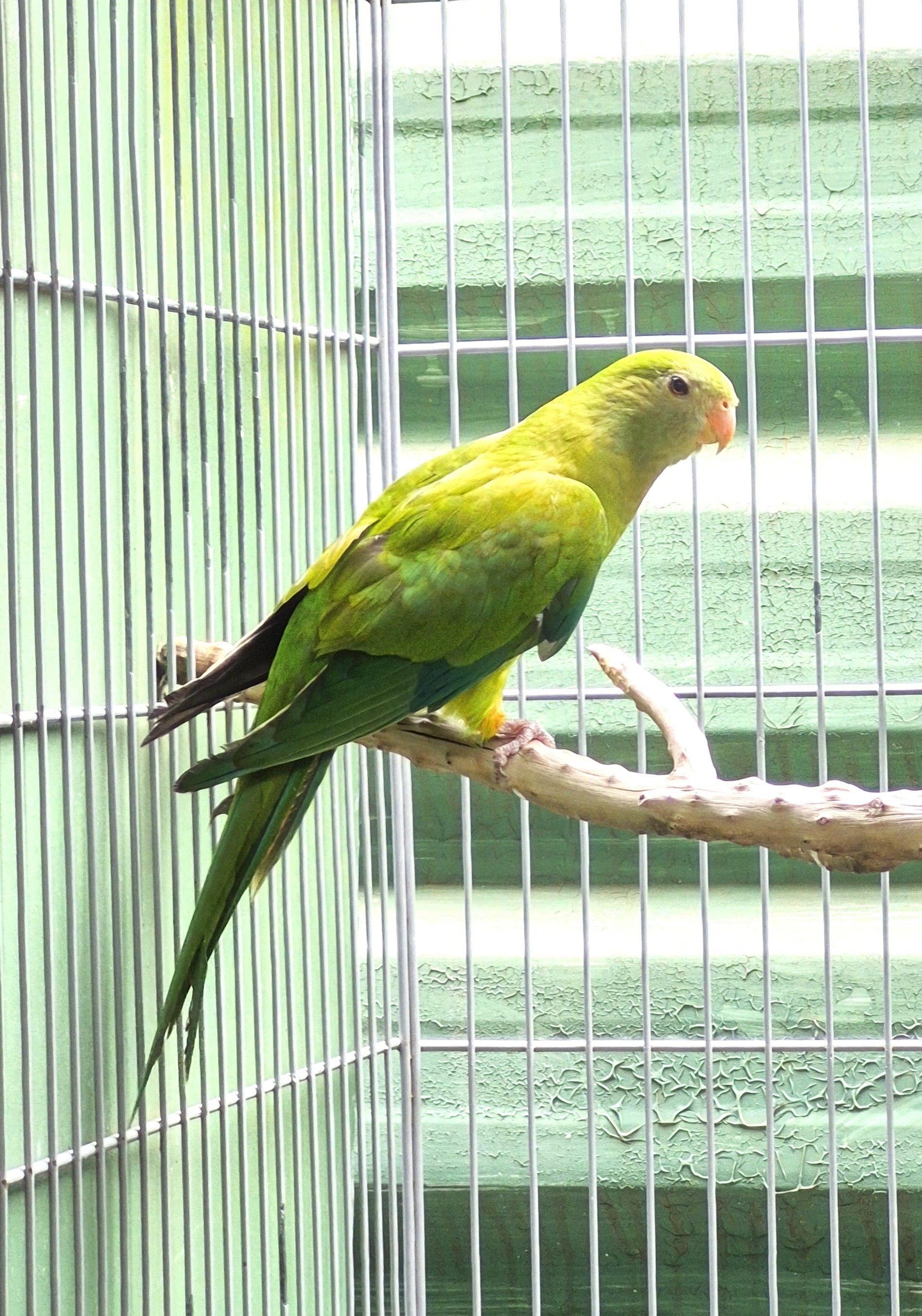 Thumbnail da imagem de Casal Barraband - 4