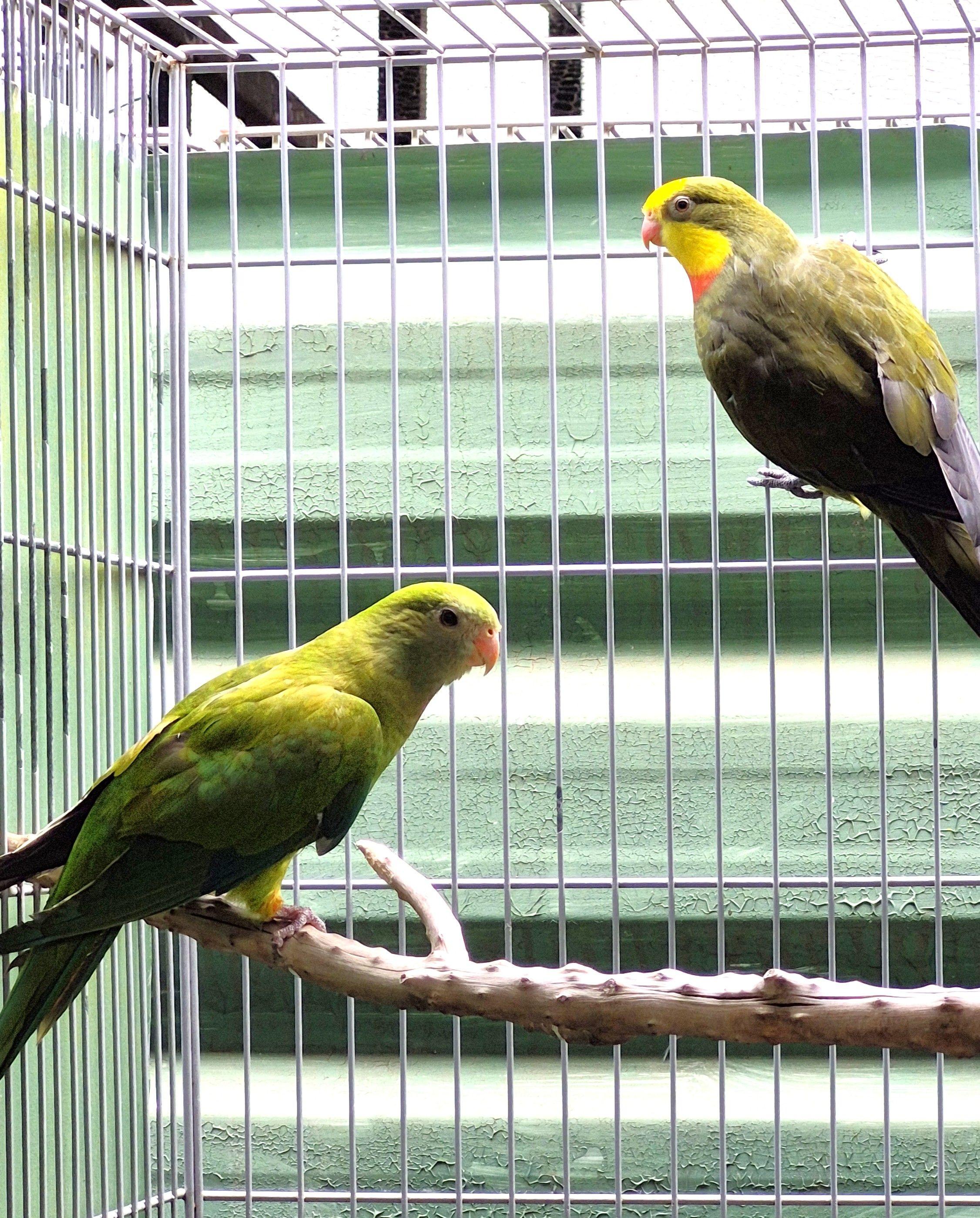 Thumbnail da imagem de Casal Barraband - 1