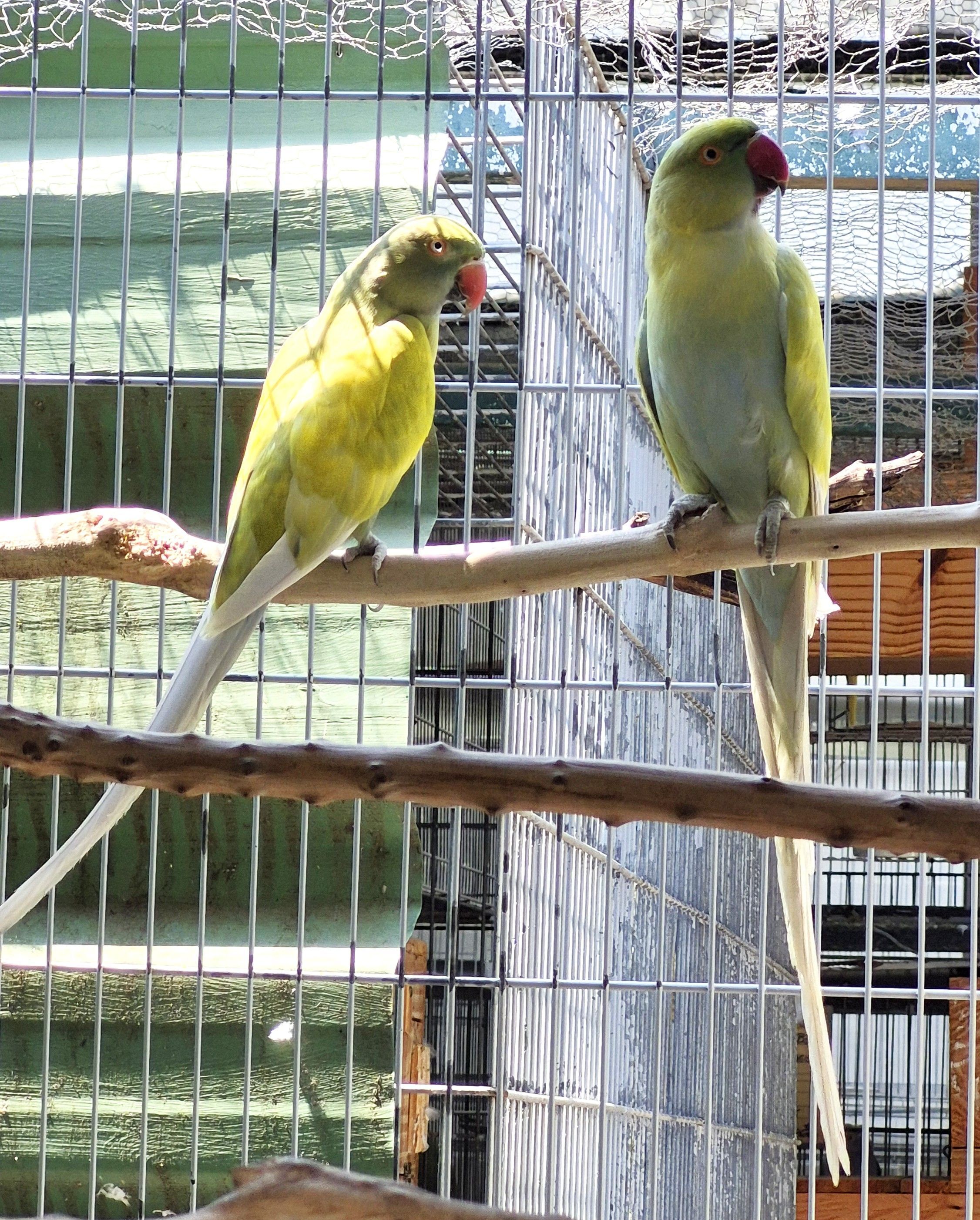 Casal Dom. azul e cobalto turquesa
