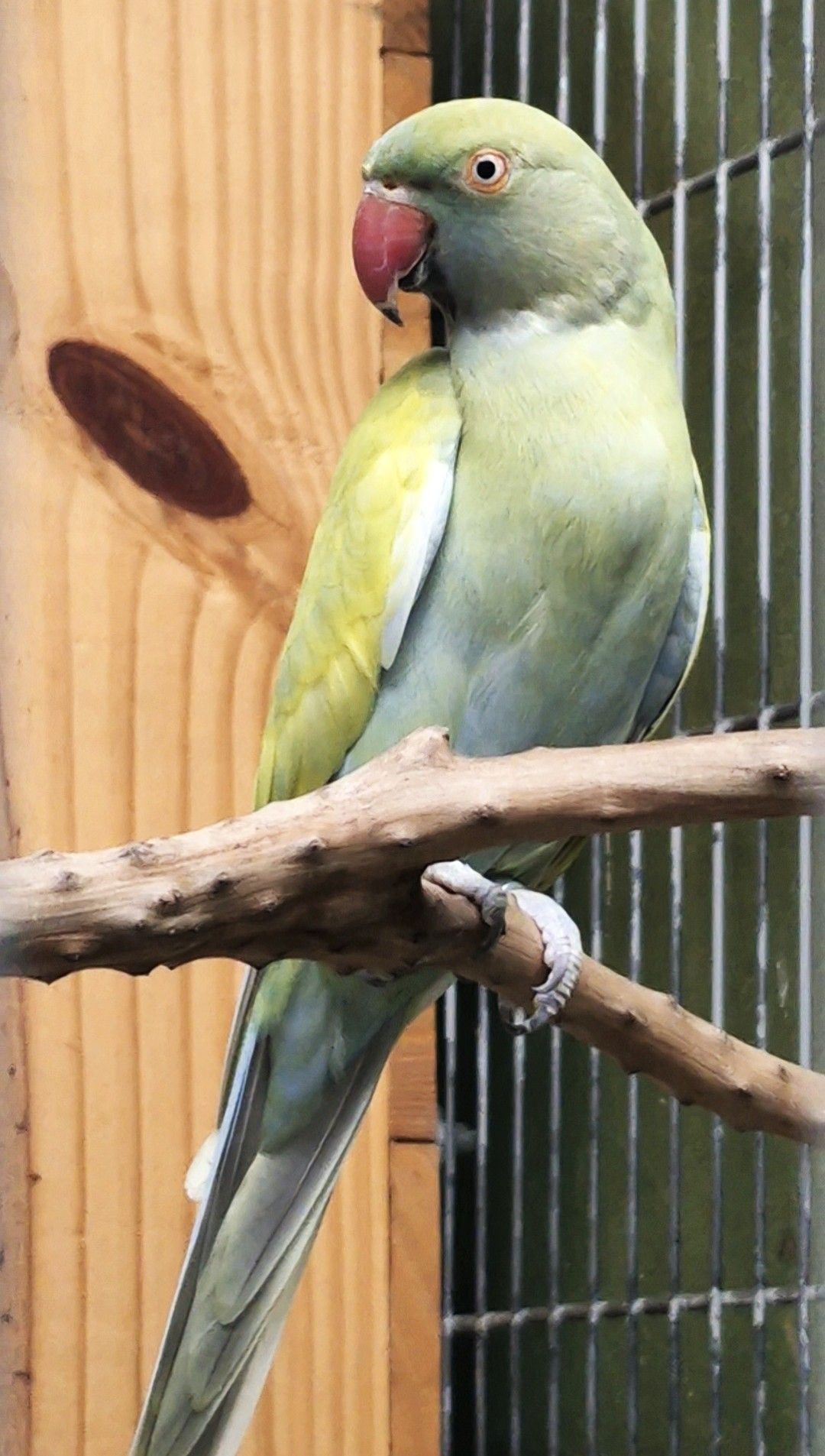 Casal Dom. azul e cobalto turquesa