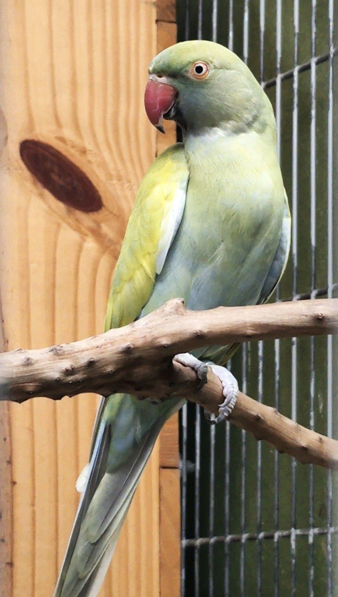 Thumbnail da imagem de Casal Ring Neck - 2