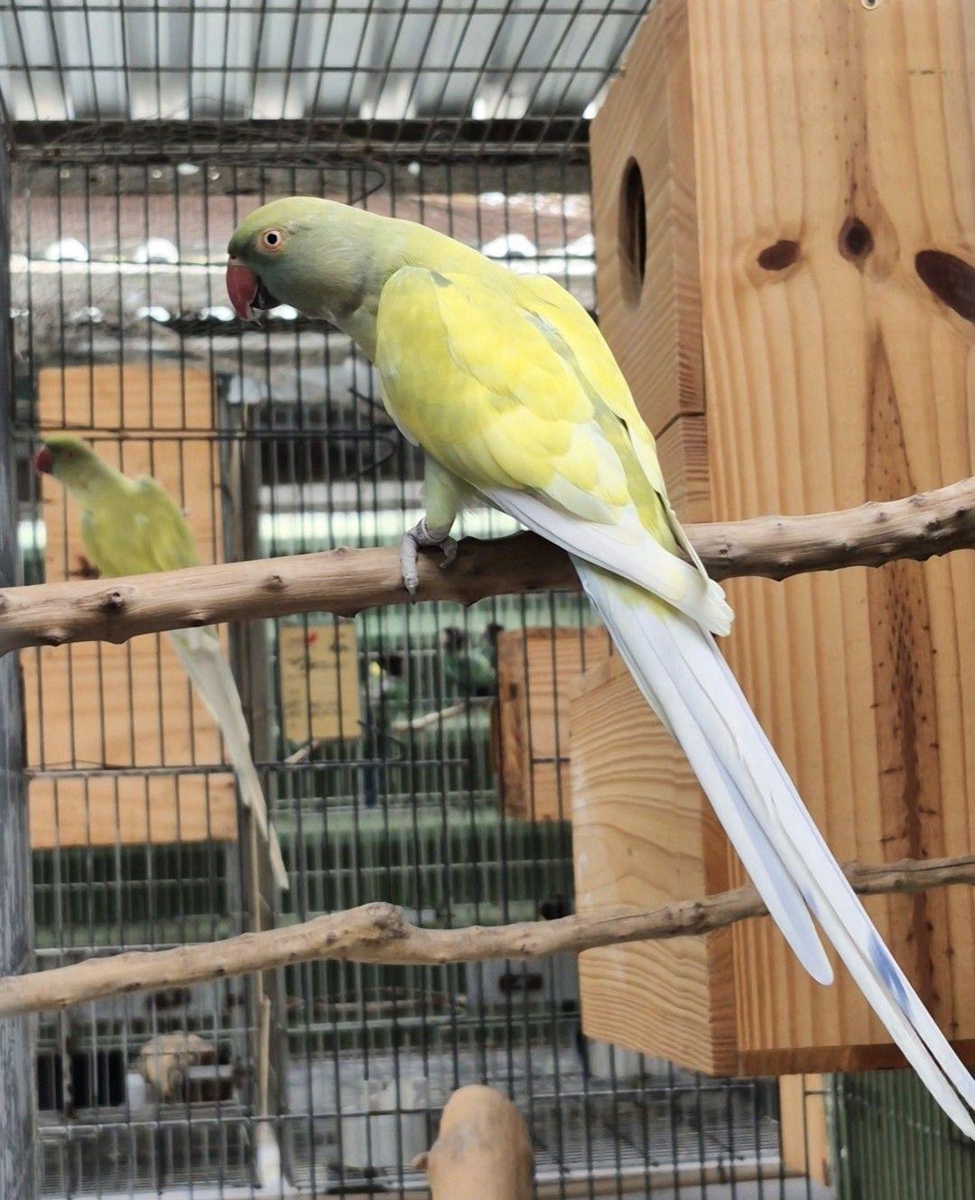 Thumbnail da imagem de Casal Ring Neck - 3