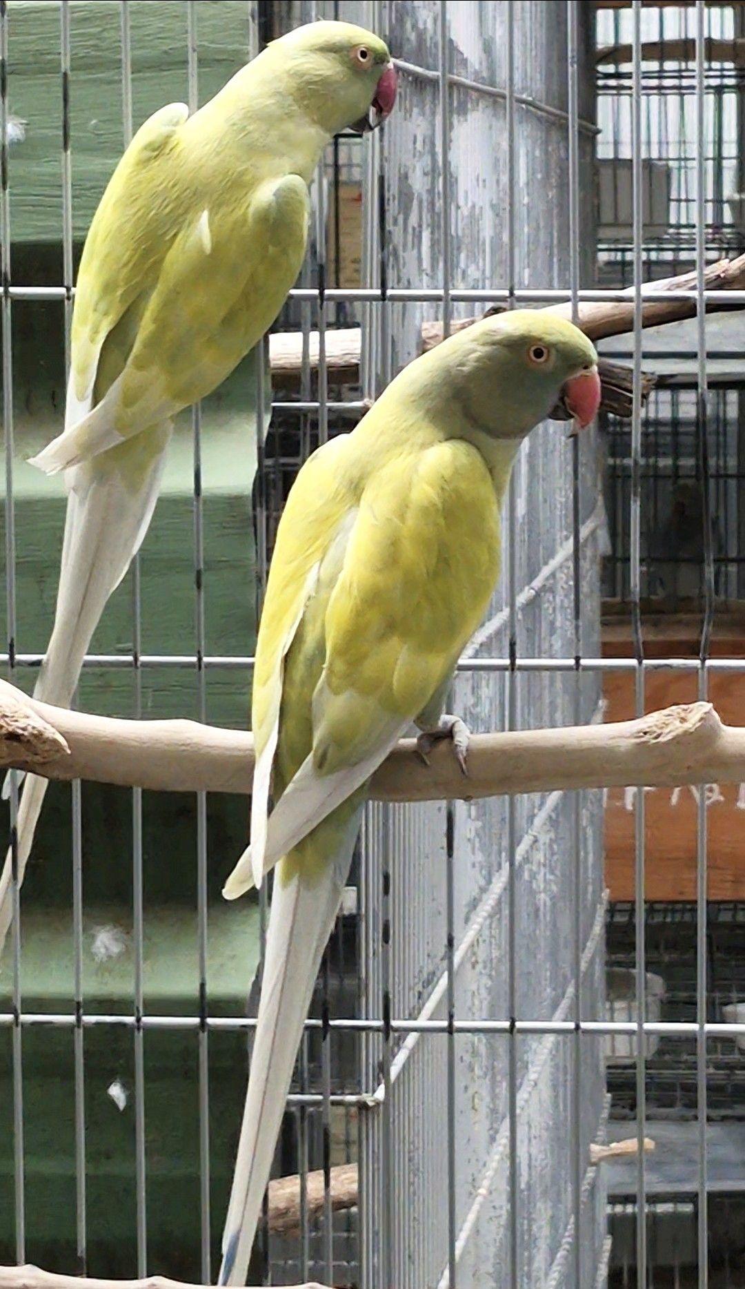 Imagem de Casal Ring Neck - 4