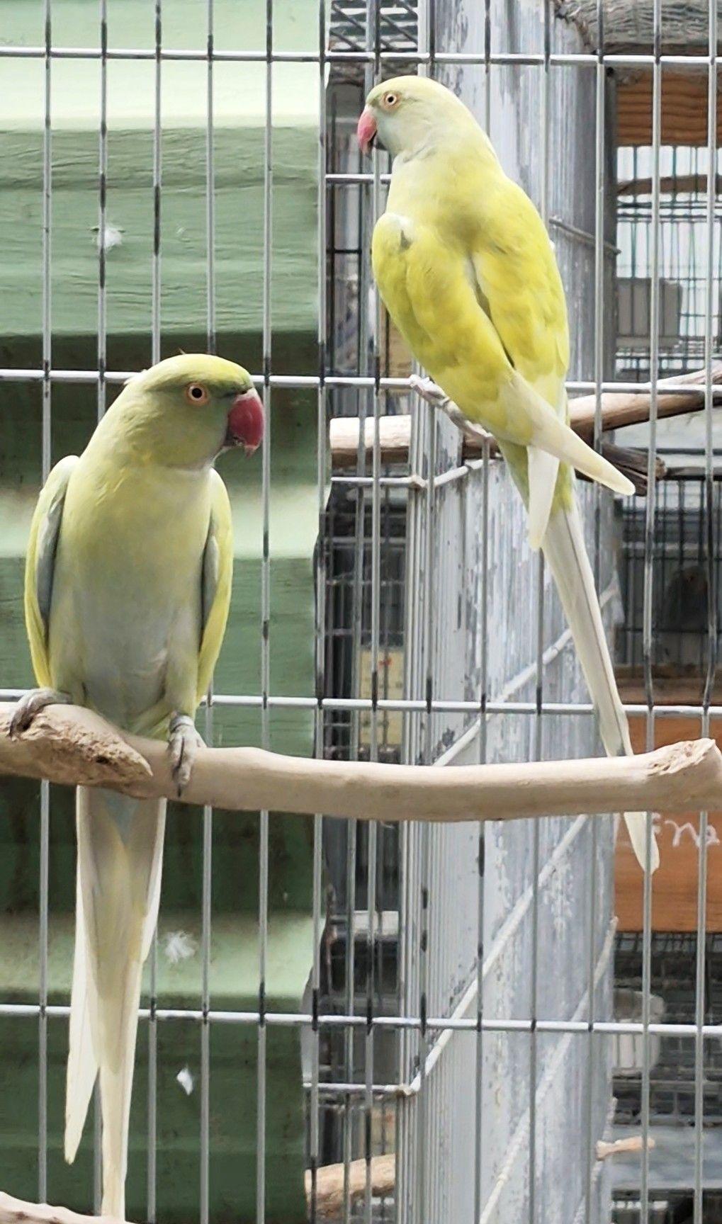 Casal Dom. azul e cobalto turquesa