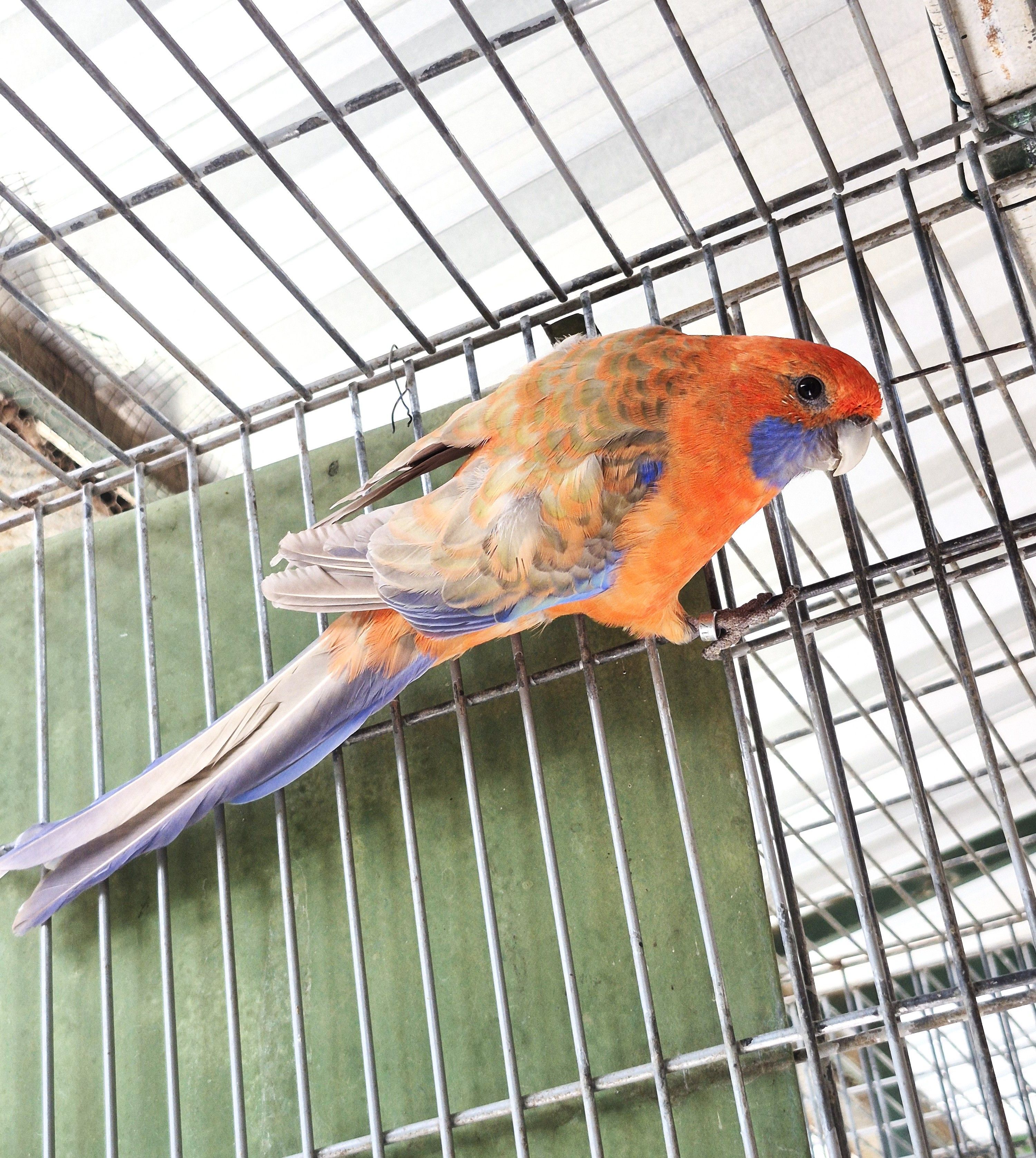 Imagem de Casal Rosela Pennant - 2