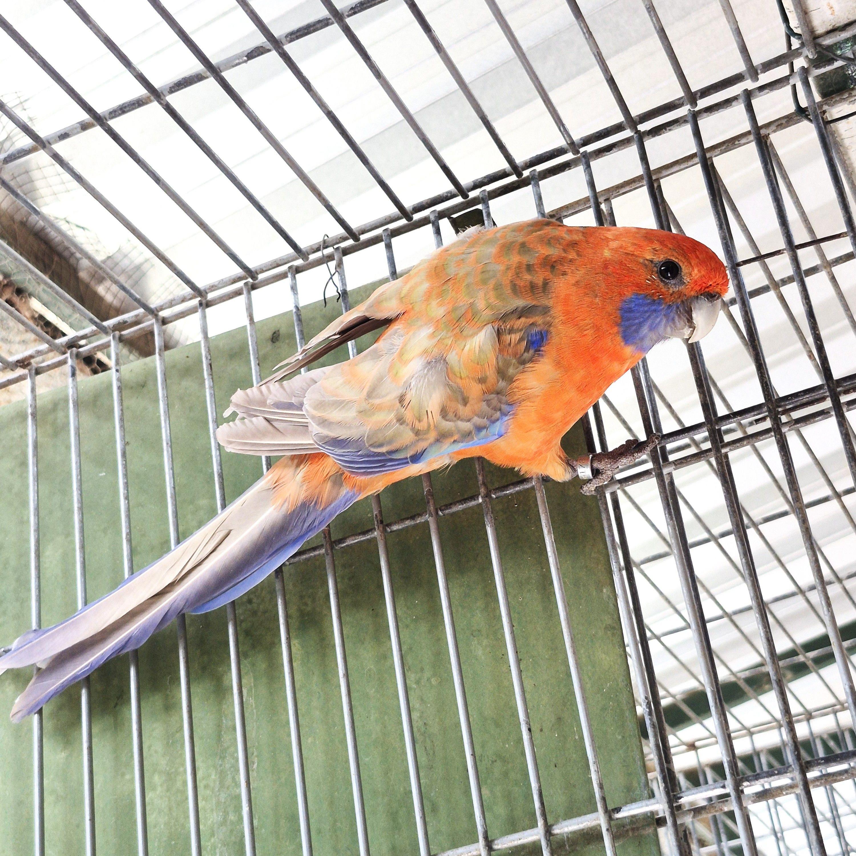 Casal Pennant Canela