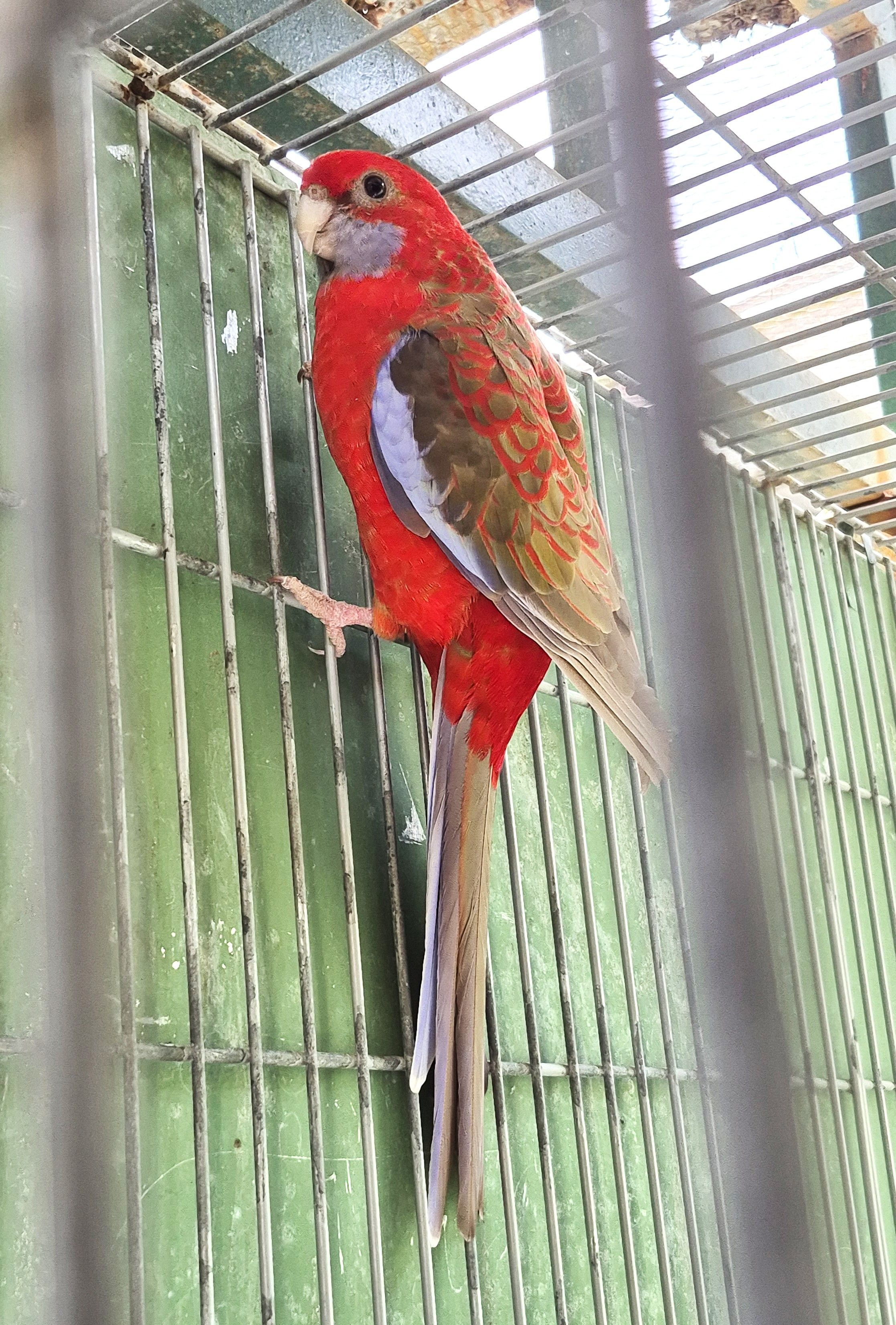 Imagem de Casal Rosela Pennant - 3