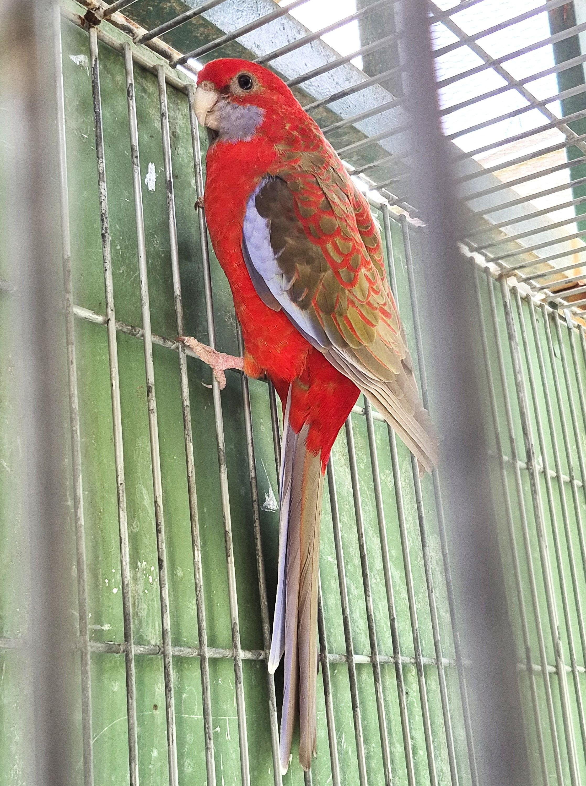 Casal Pennant Canela