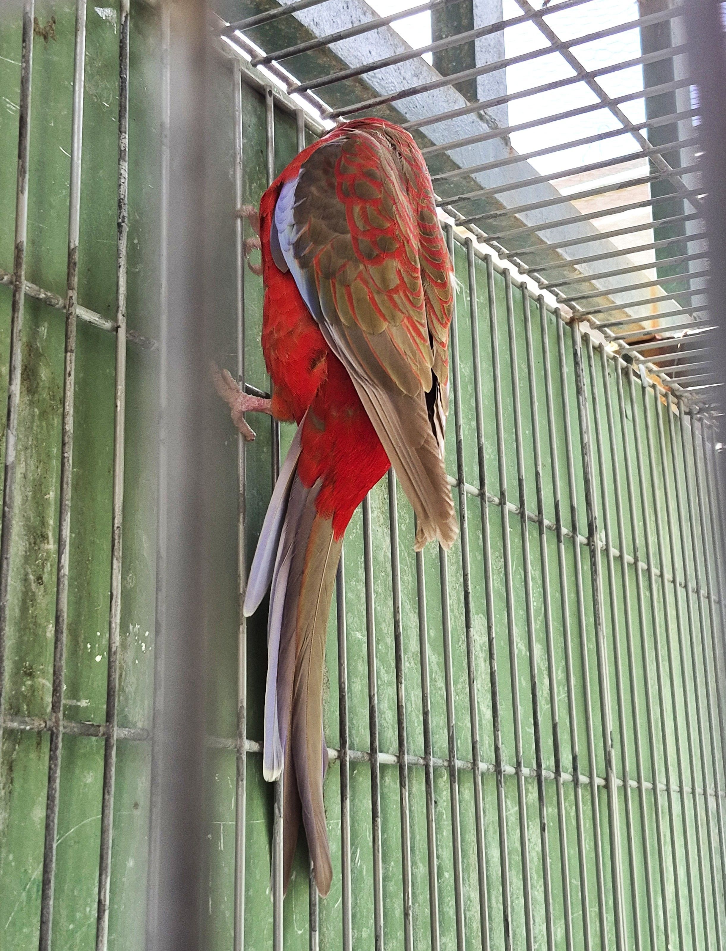 Imagem de Casal Rosela Pennant - 4