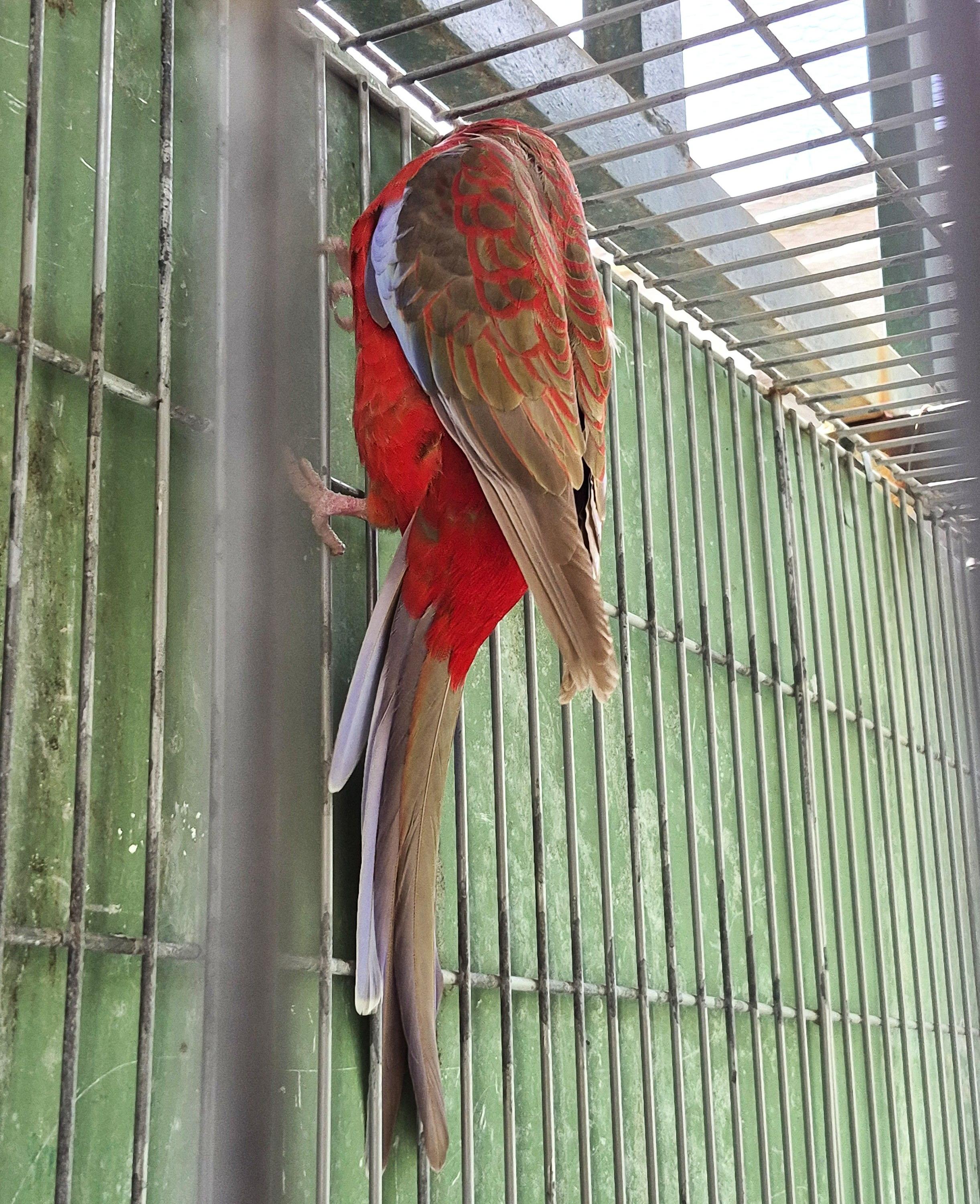 Casal Pennant Canela