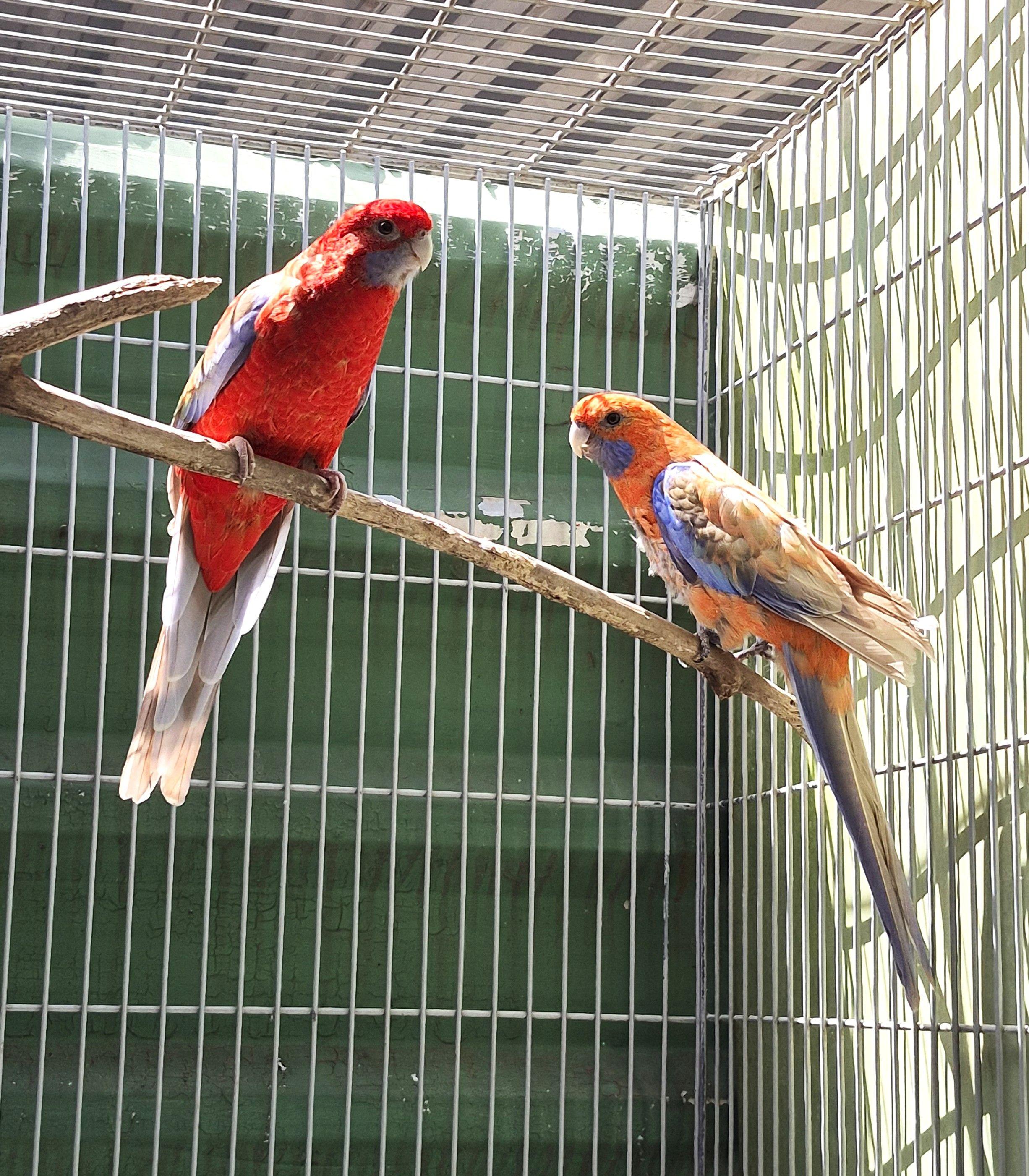 Casal Pennant Canela