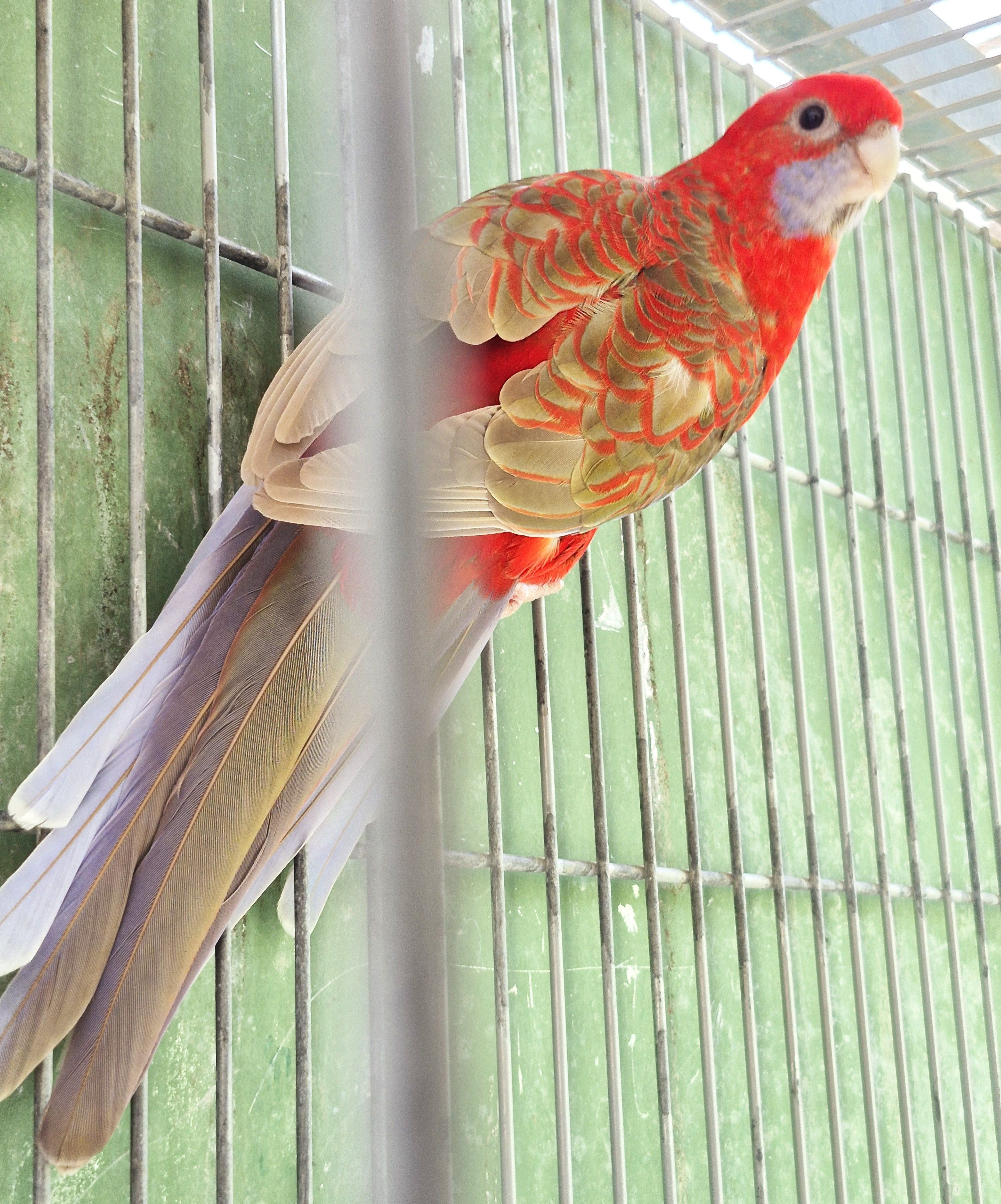 Imagem de Casal Rosela Pennant - 1